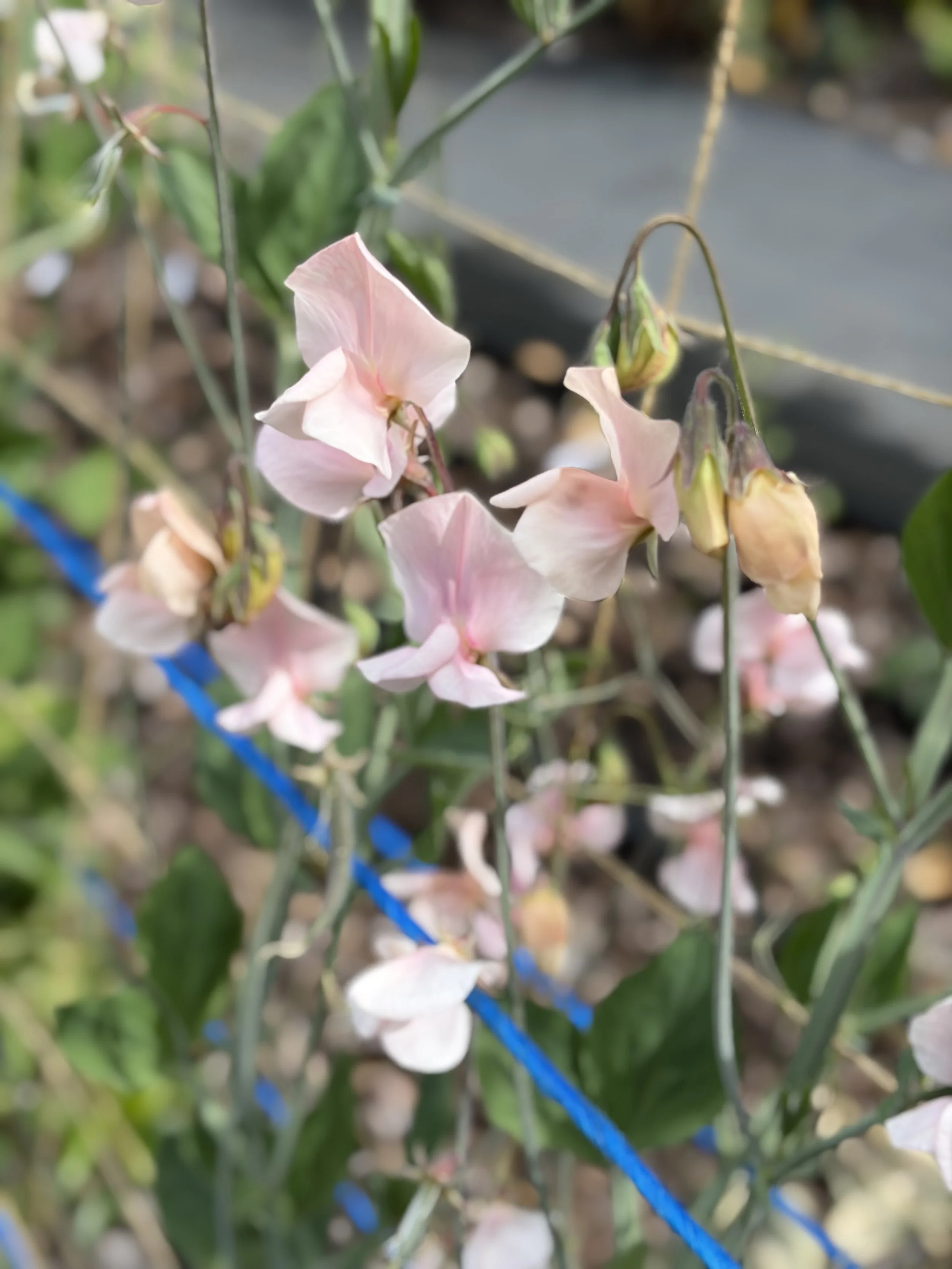 Sweet Pea Shell Pink