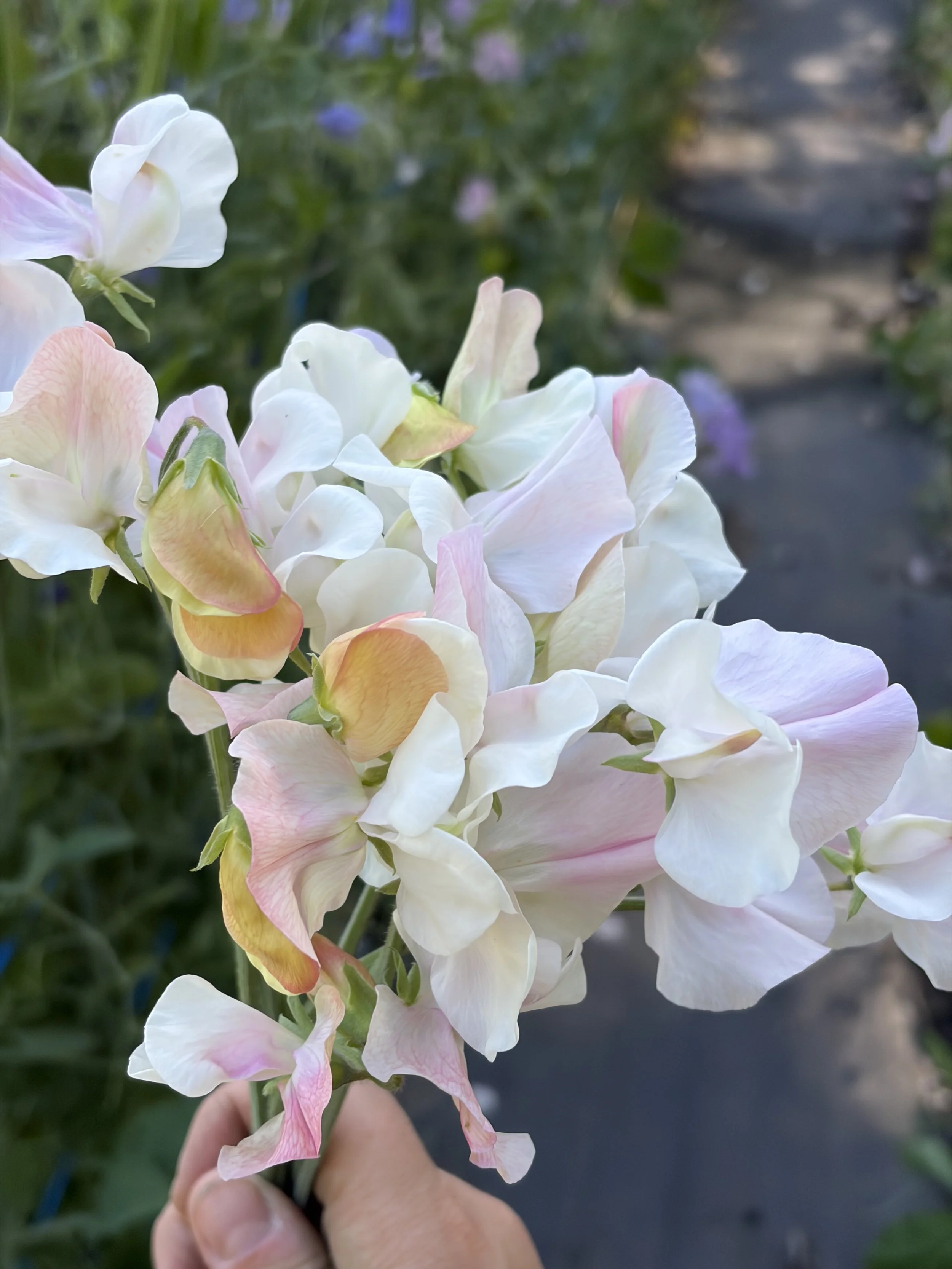 Sweet Pea Pink Blondie