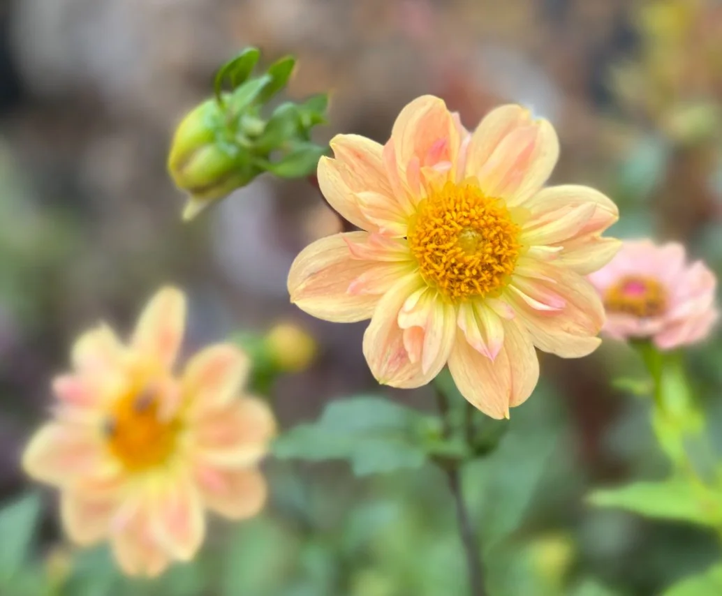 Nana's Petals (limit 1)