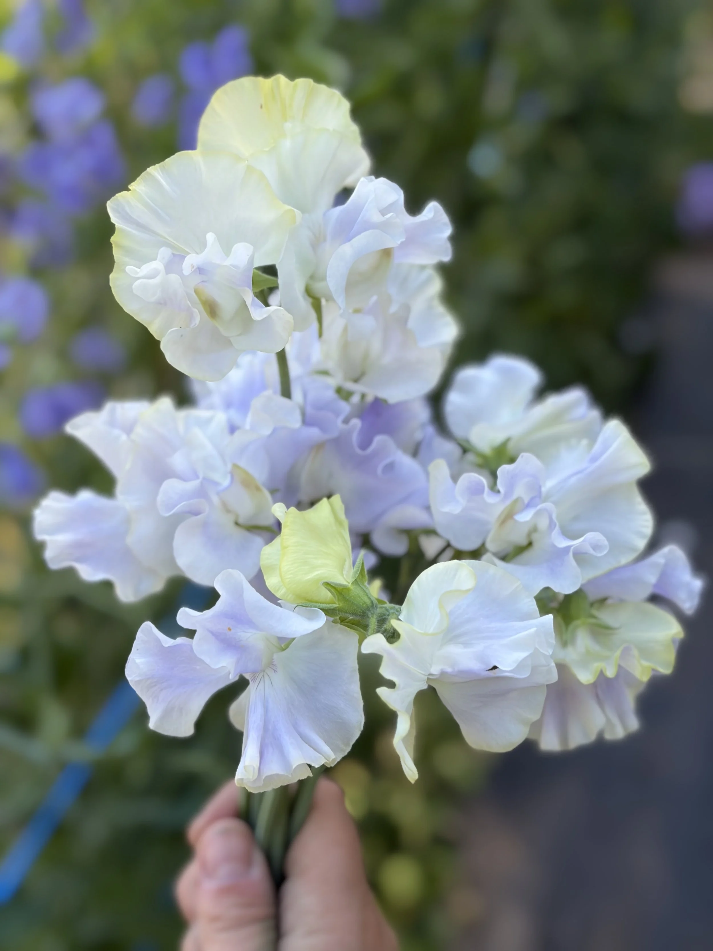 Sweet Pea Cilla