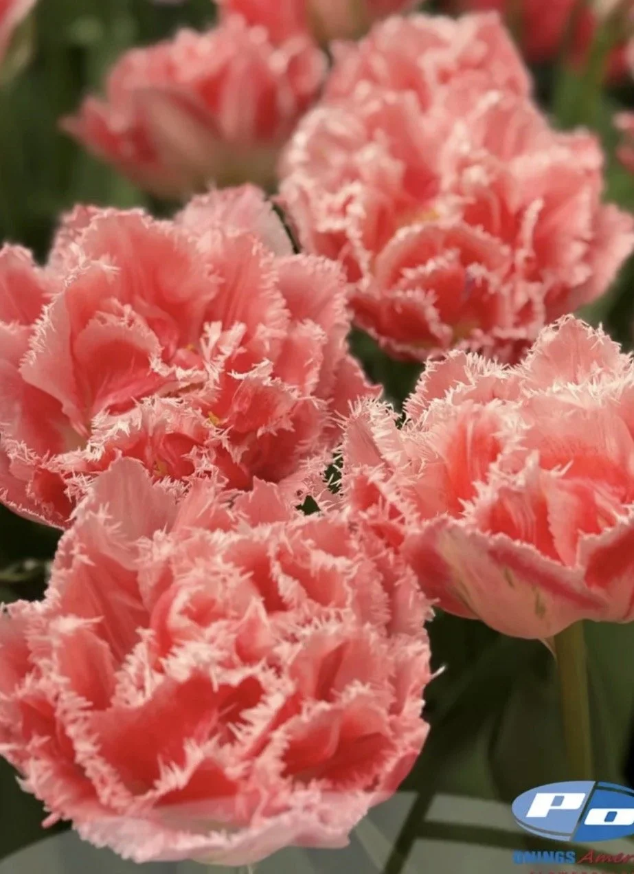 Tulip Ranomi 10 bulbs