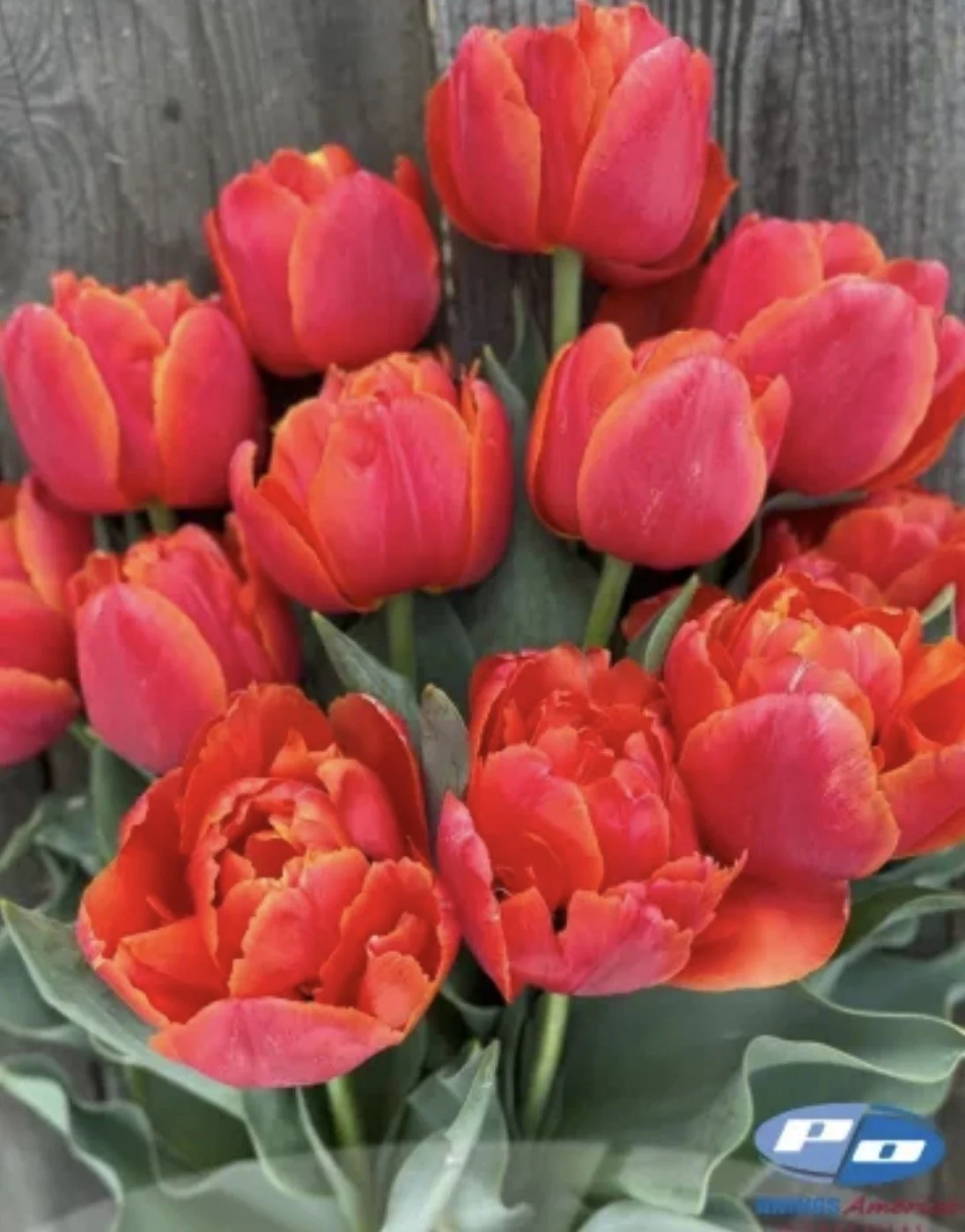 Tulip Icoon 10 bulbs