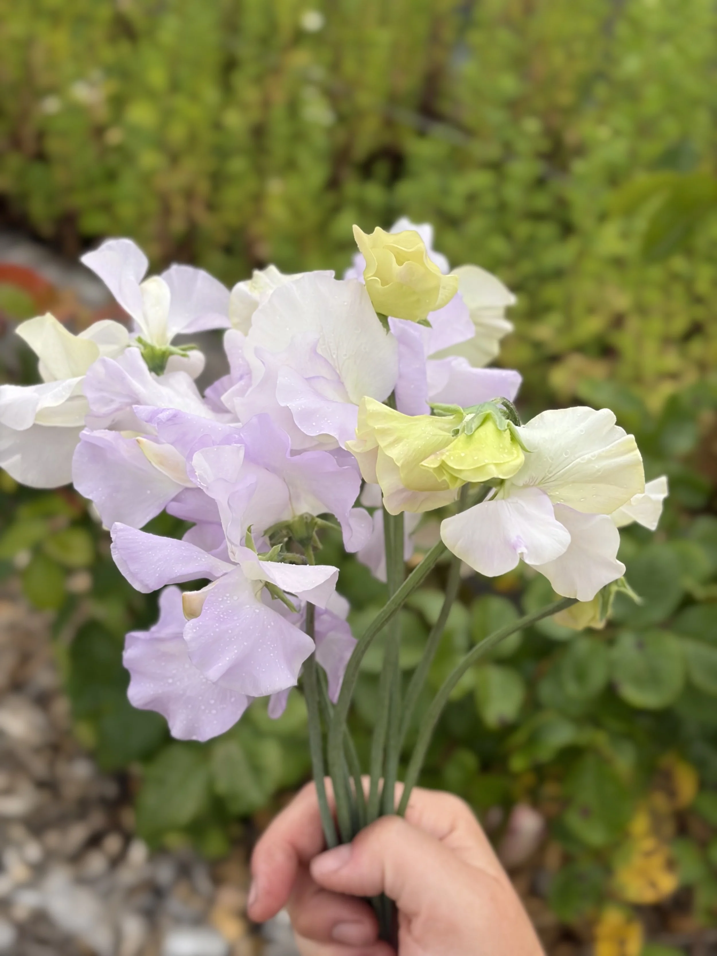 Sweet Pea Esme Rowena