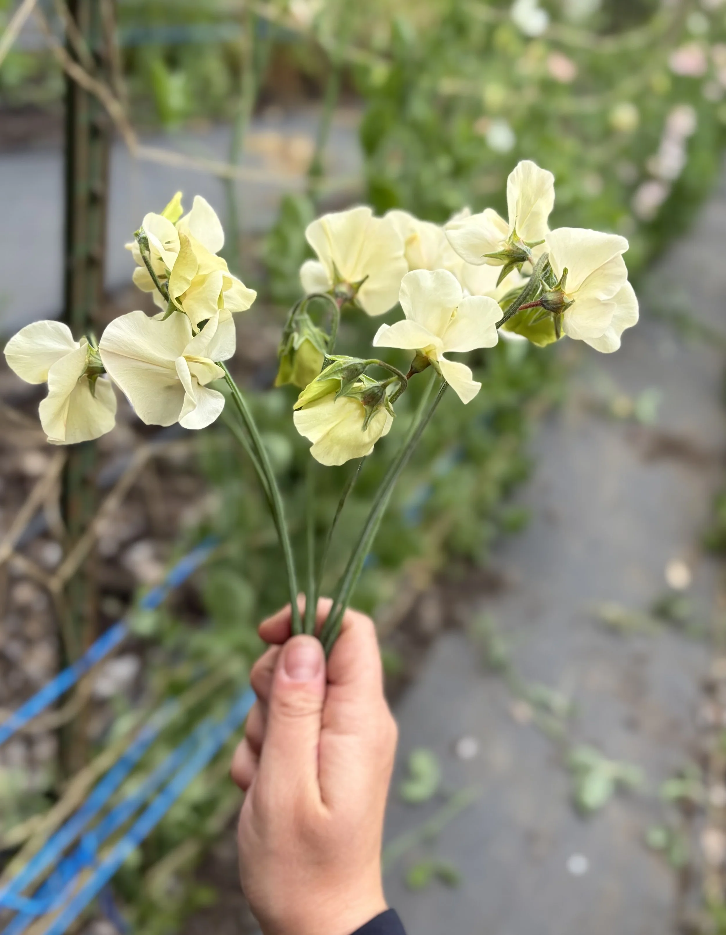 IMG_3672.jpeg