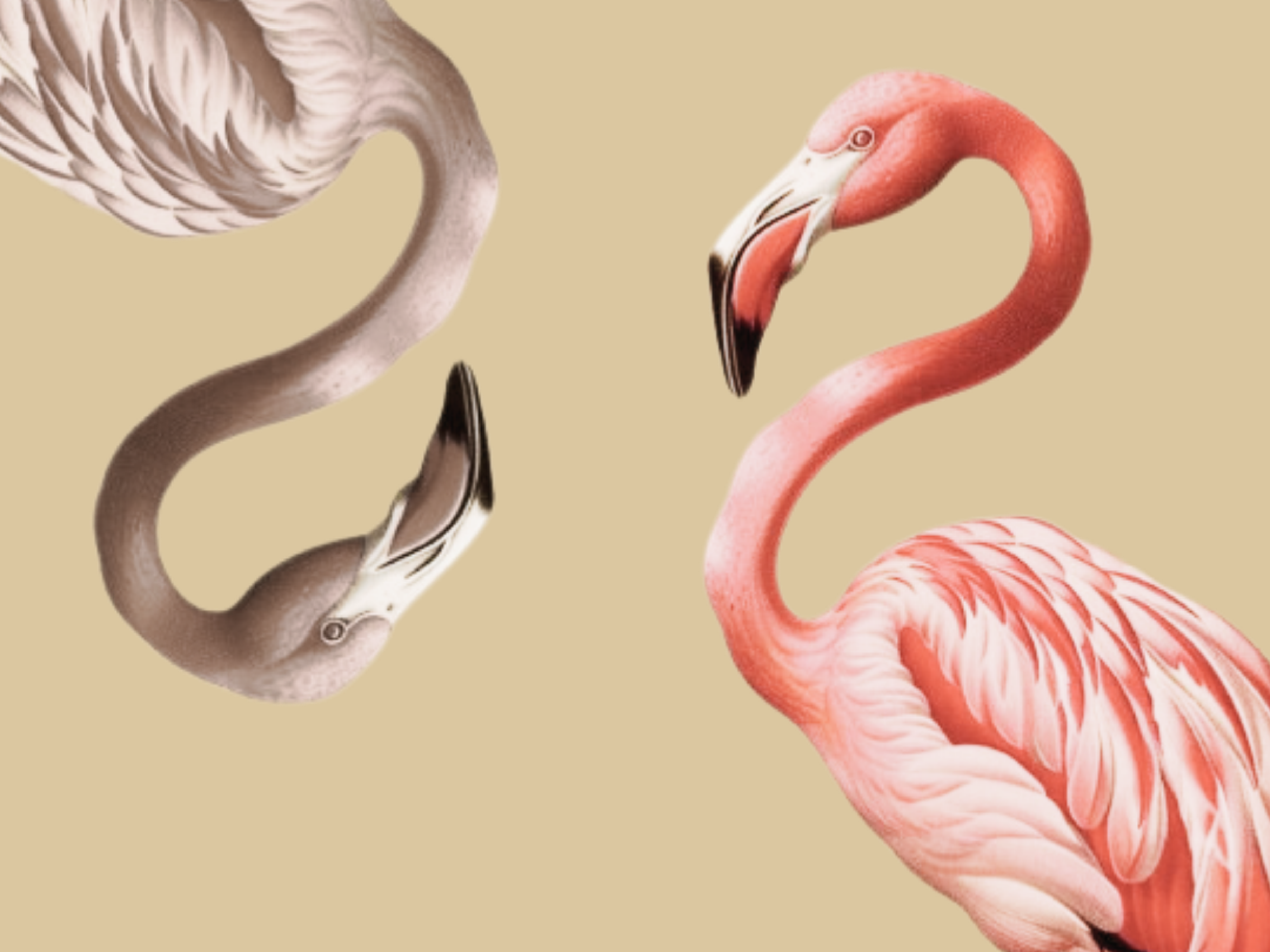 Hot Flamingo! Gypsy Dance & Hot Swing Jazz Band.