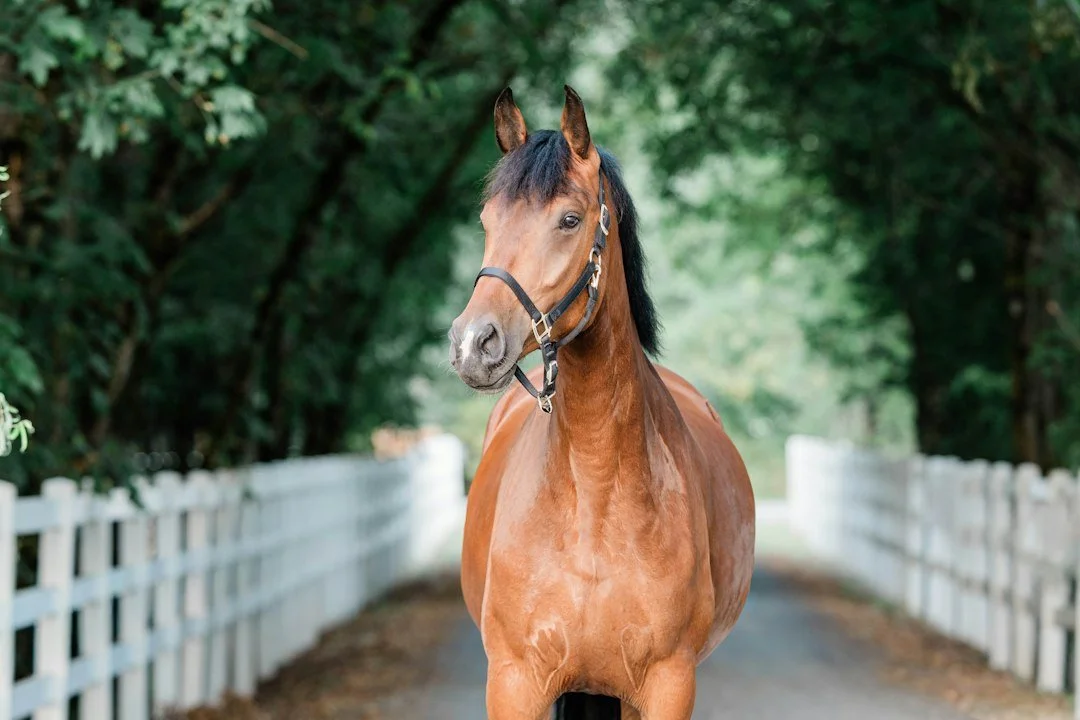 Beautiful sport horse