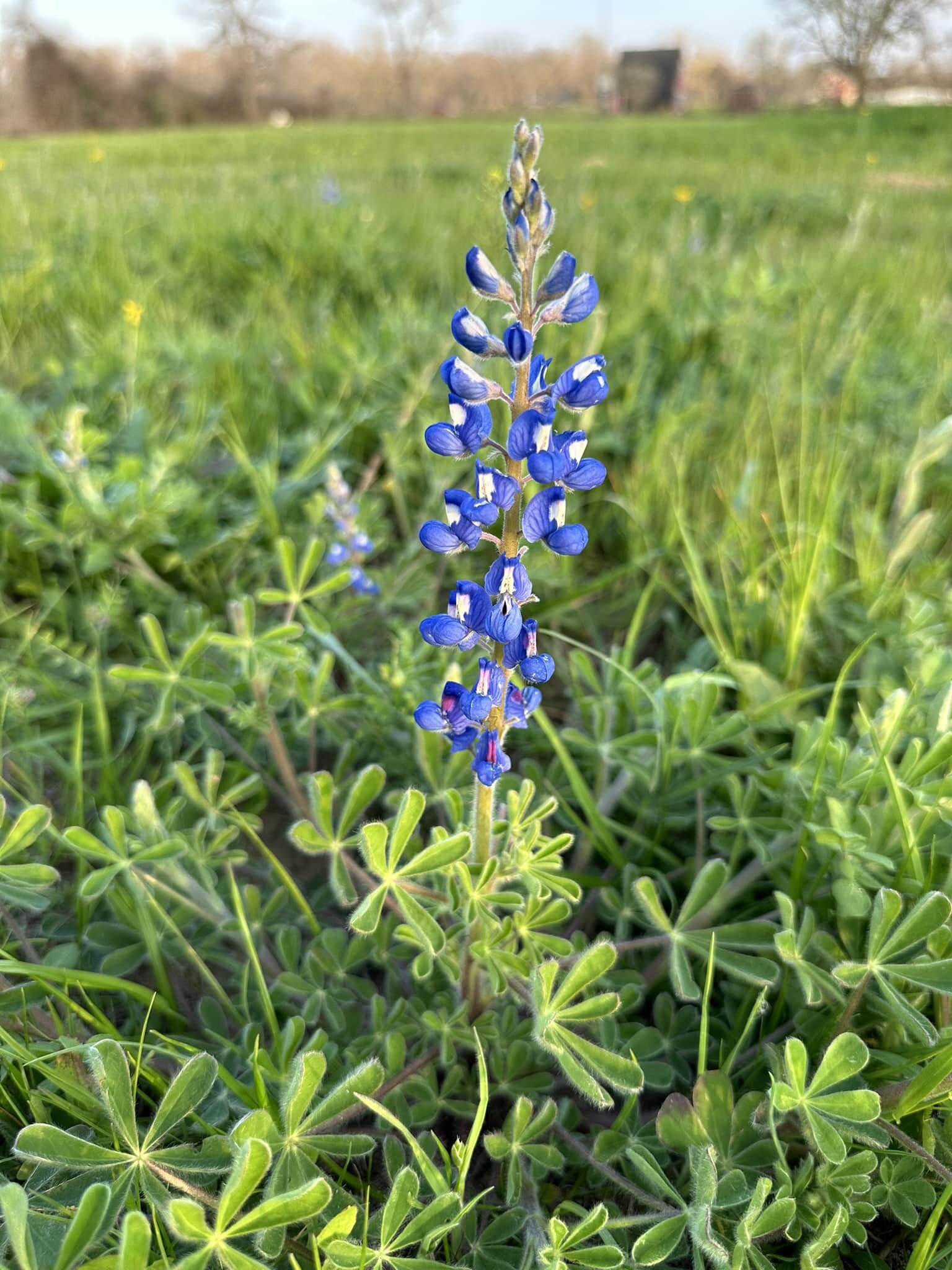 Spring is officially here in Texas! We cannot wait to see the fields of wildflowers unlike any other place in the world. Our conservative values and home are worth fighting for, and we will always be a voice for the people! Vote #kunkleforcongress on
