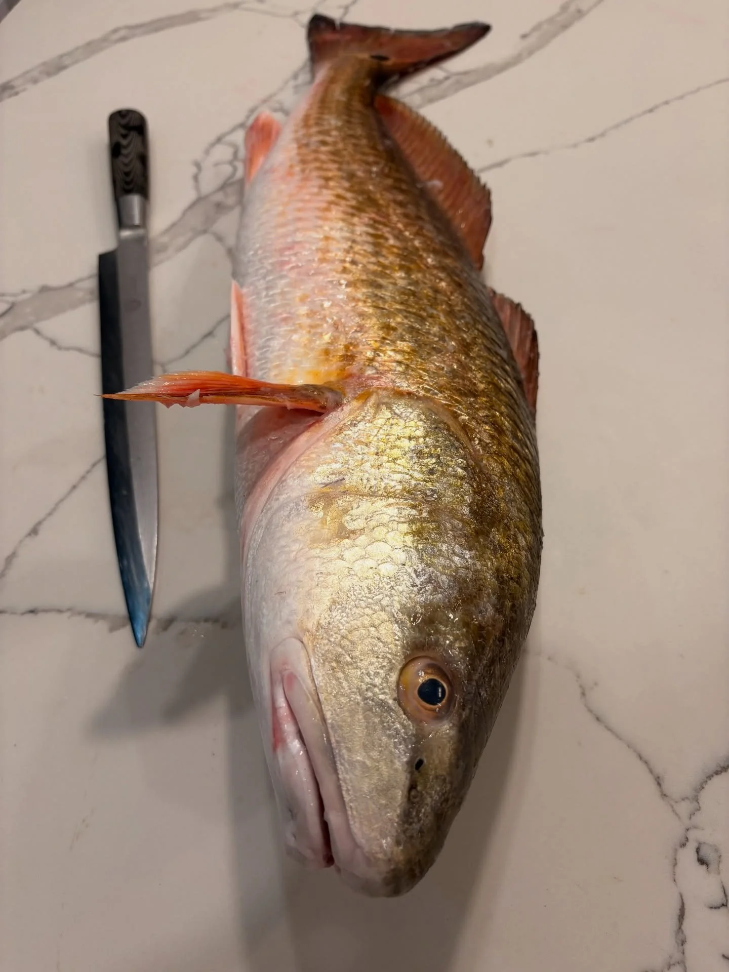 Home cooking in South Texas! I promise that knife is a lot bigger than it looks in the picture. Just another dinner here in the Kunkle house. We are blessed to live in a place that provides from the land and the sea. #kunkleforcongress #tx34 #southte