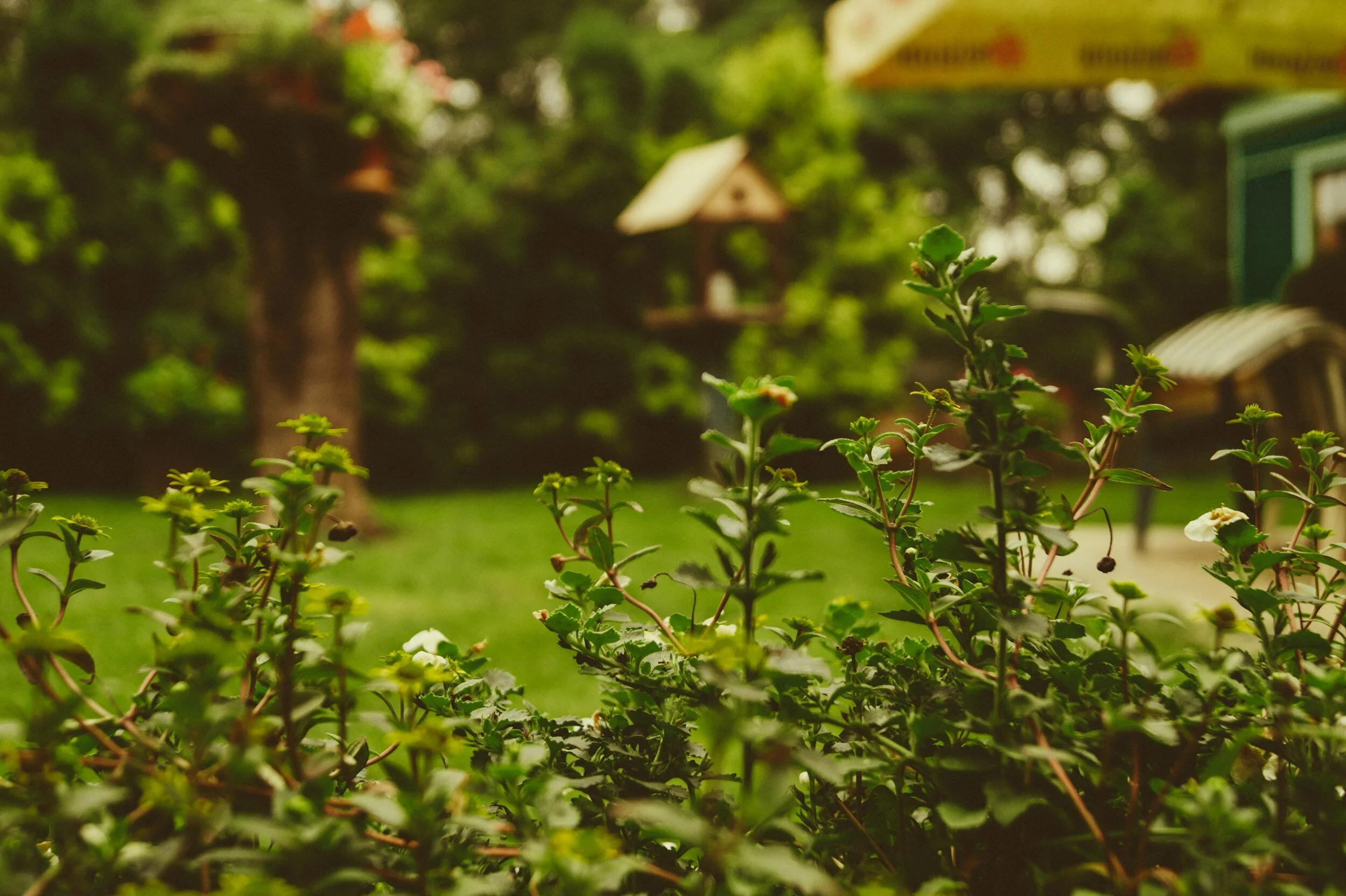 Close-up view of green plants and small white flowers in a garden with blurred trees and structures in the background.