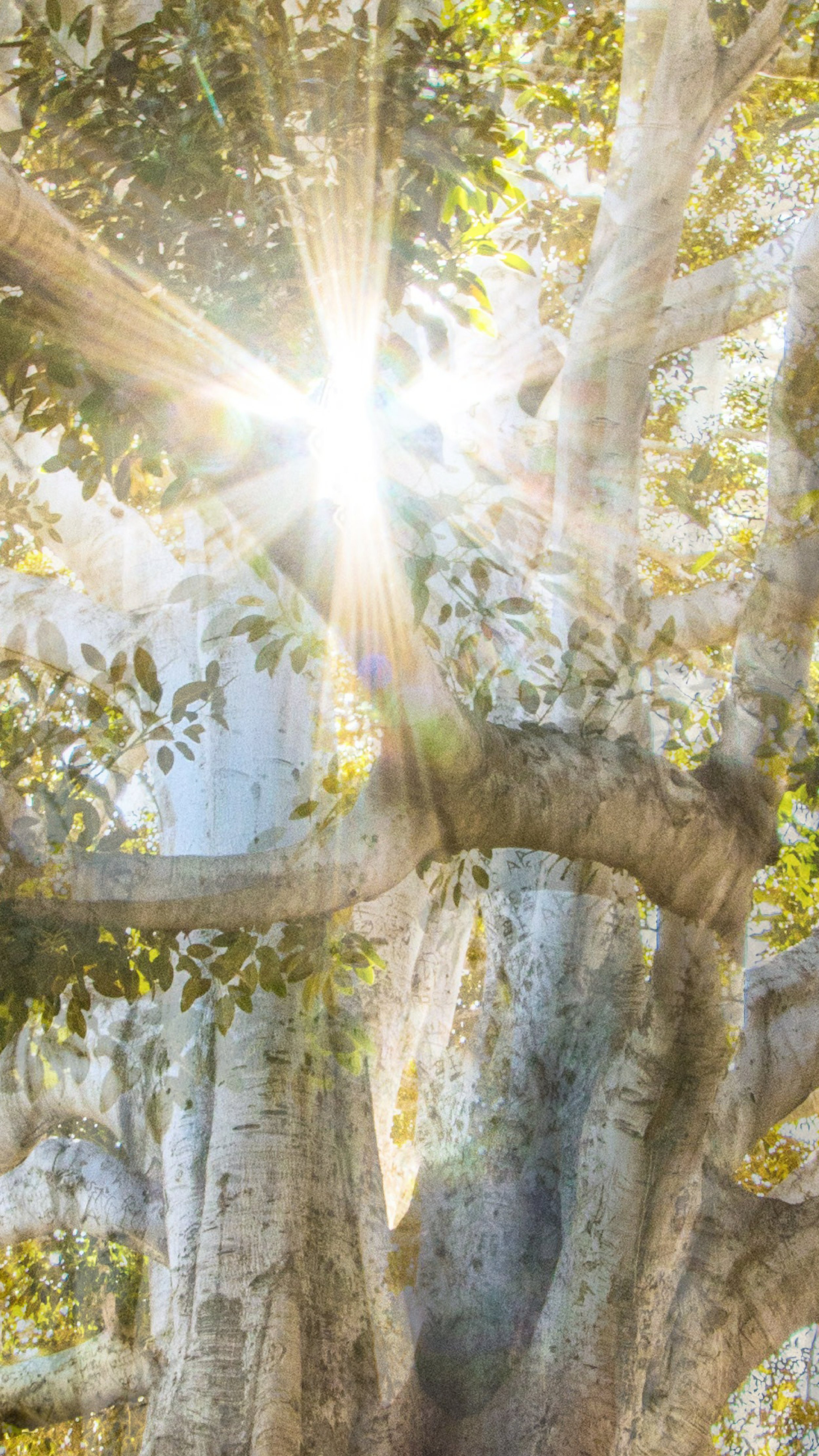 Somatic Kundalini2.jpg