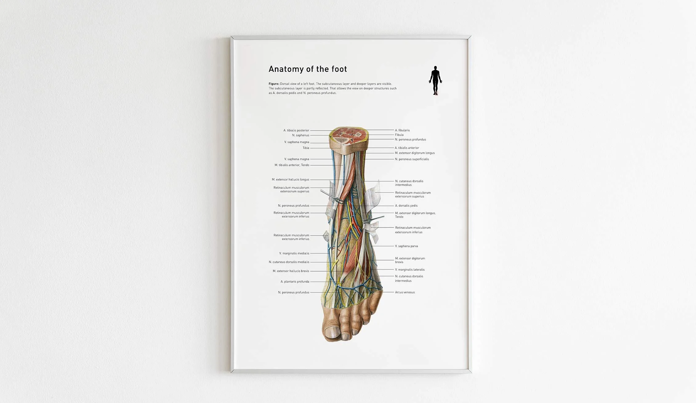 anatomische-illustration-eines-fusses-wissenschaftliche-illustration