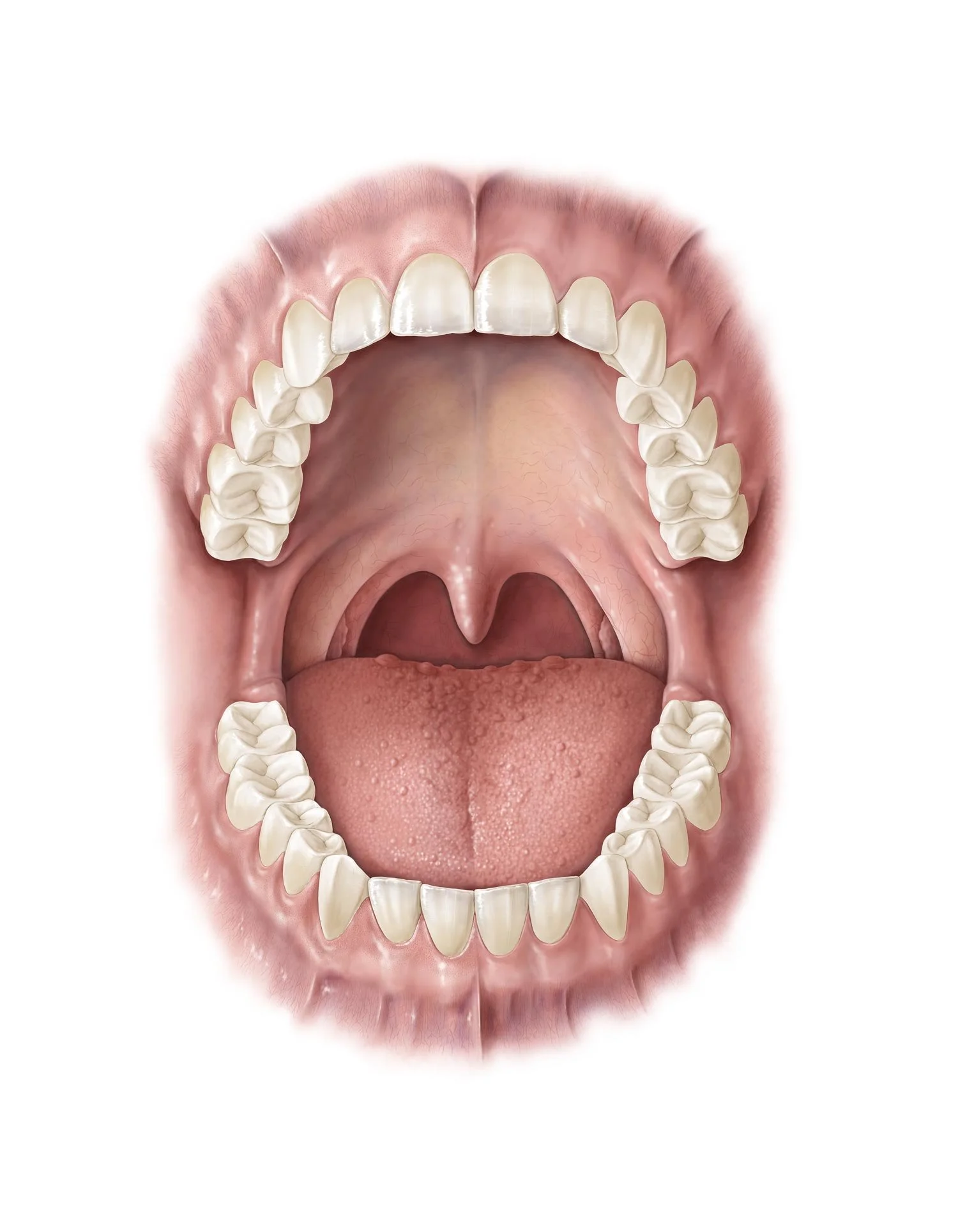 Wissenschaftliche Illustration eines Gebisses mit gepflegten Zähnen und Zahnfleisch.
