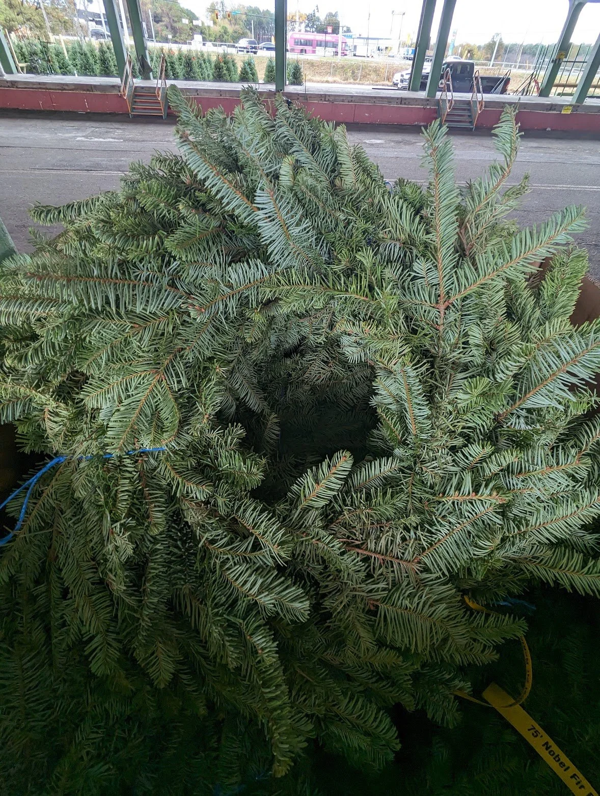 noble fir garland.jpeg