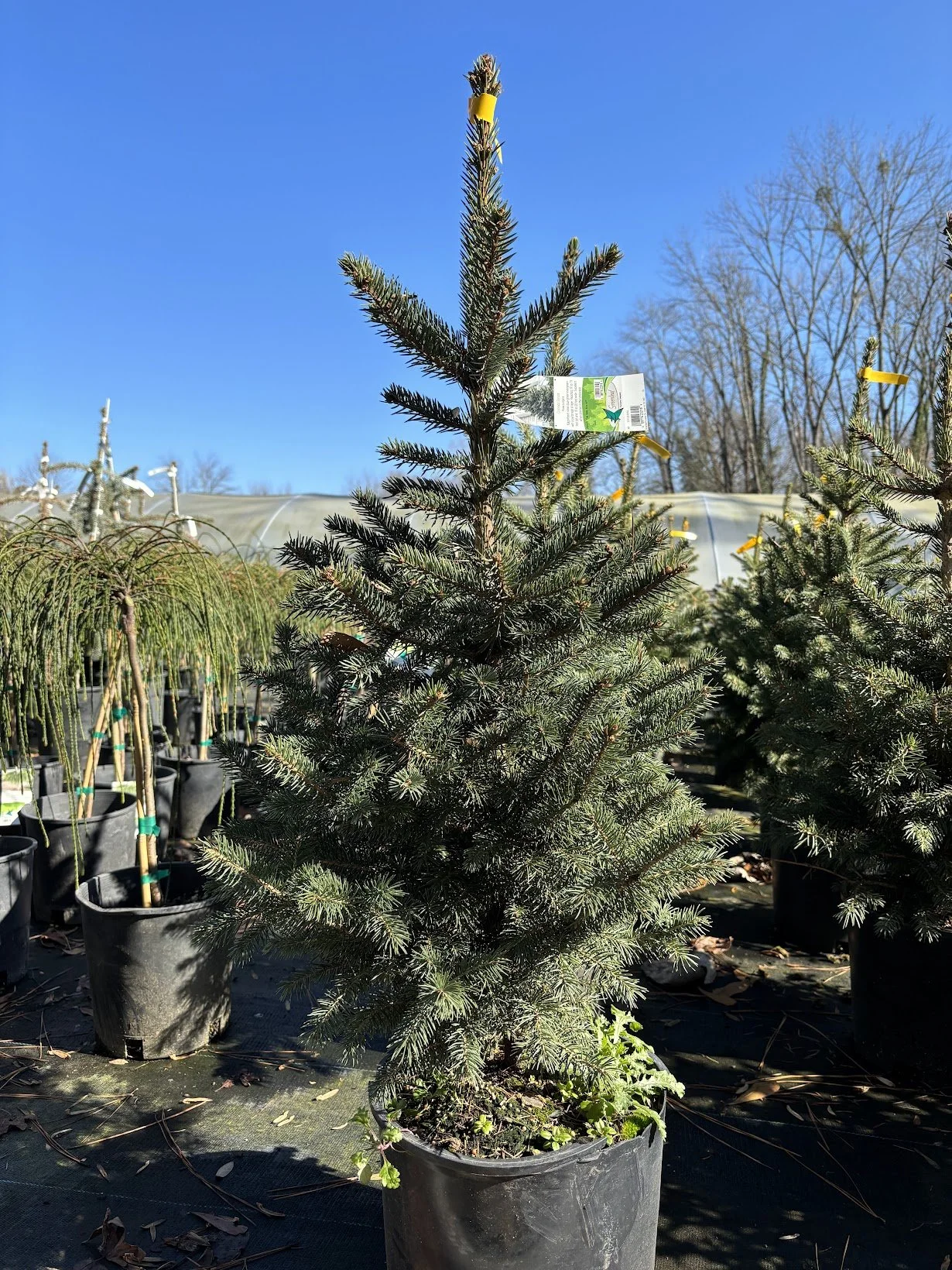 Living Christmas Tree - Colorado Spruce