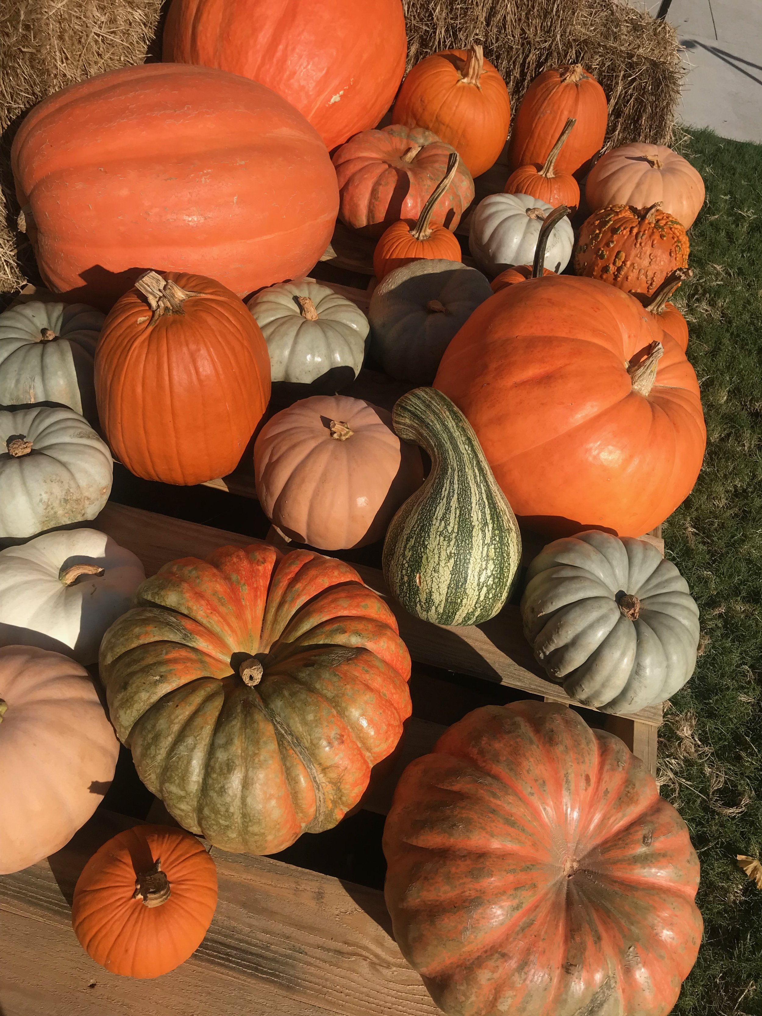 Jack-o'-lantern - Fall break workshop (4-5 years)