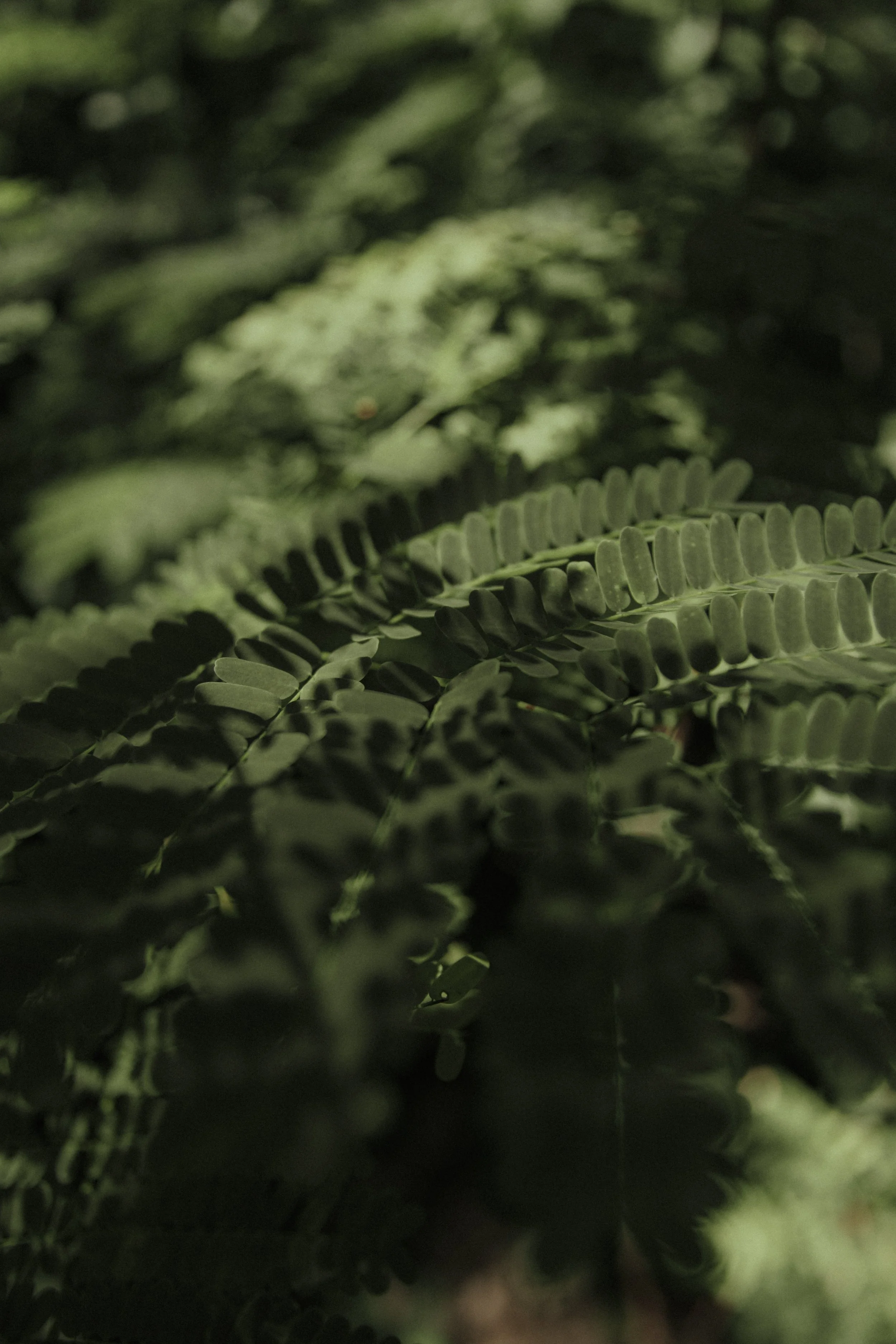 0F1A9749.jpg