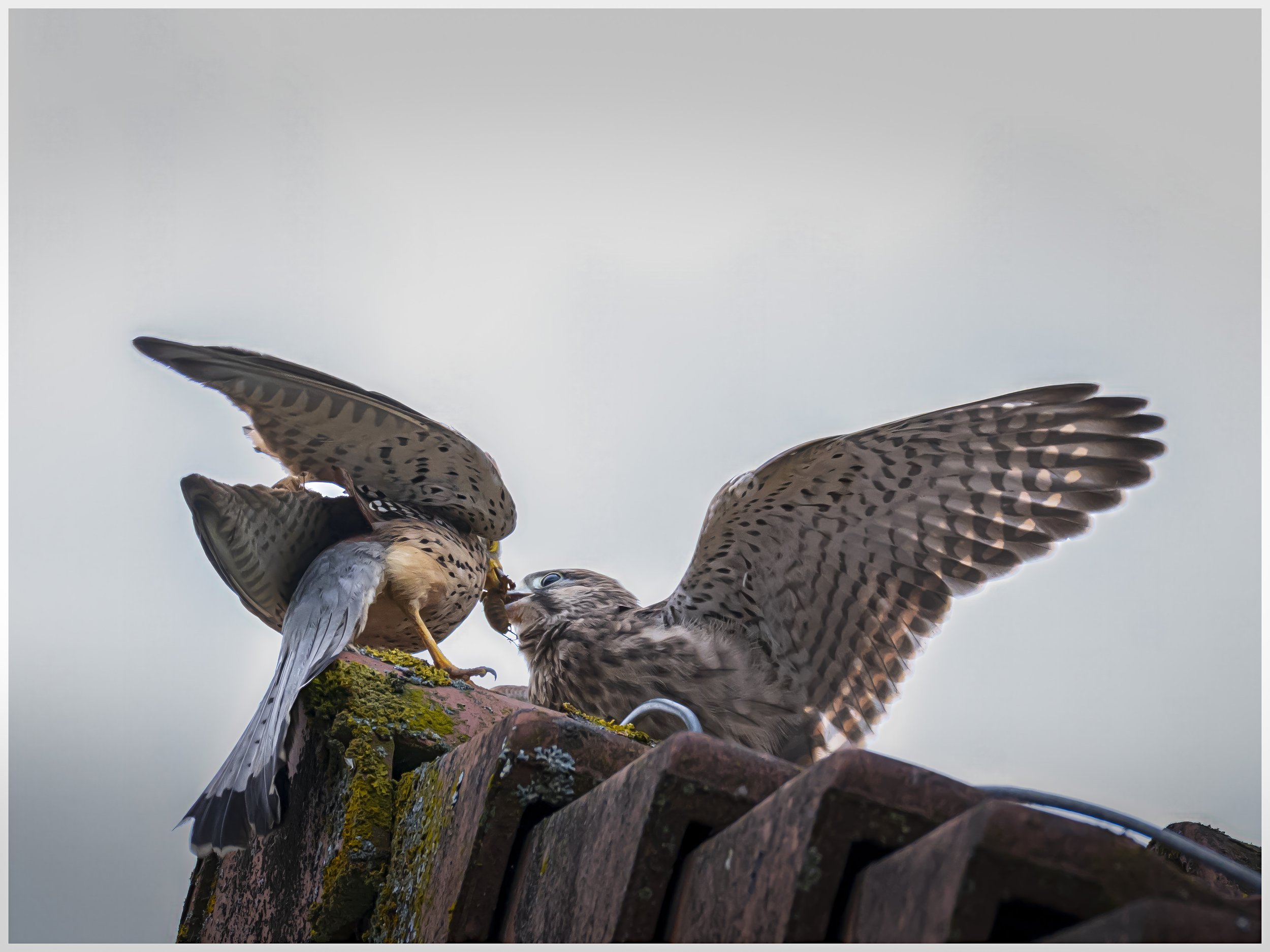Nachwuchs II beim Fressen (6 von 7).jpg