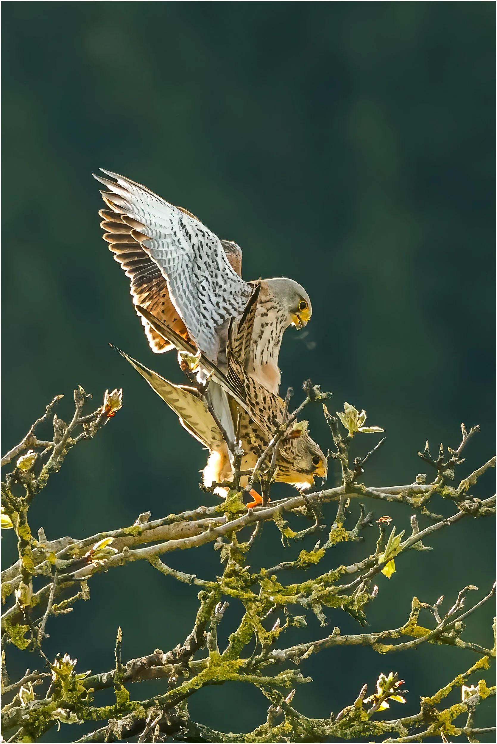 Turmfalke bei Paarung II.jpg