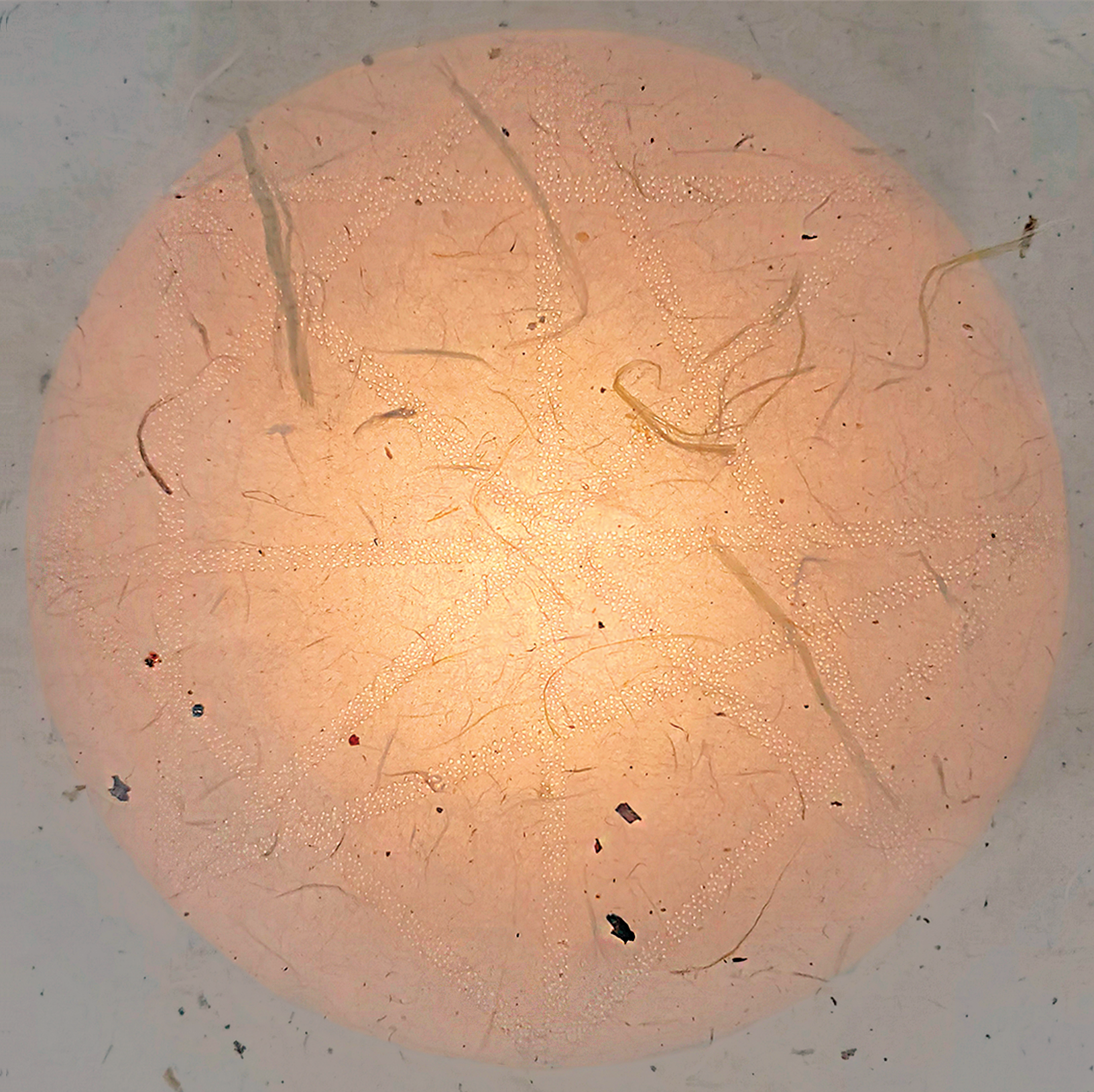 ShaunaSmith_A RequestForSlownessAndPatience.png