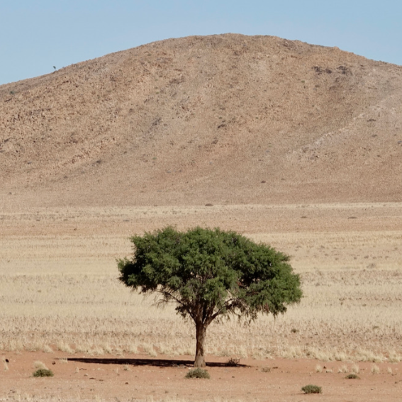 Prune, Plant &amp; Persevere: A Lenten Reflection