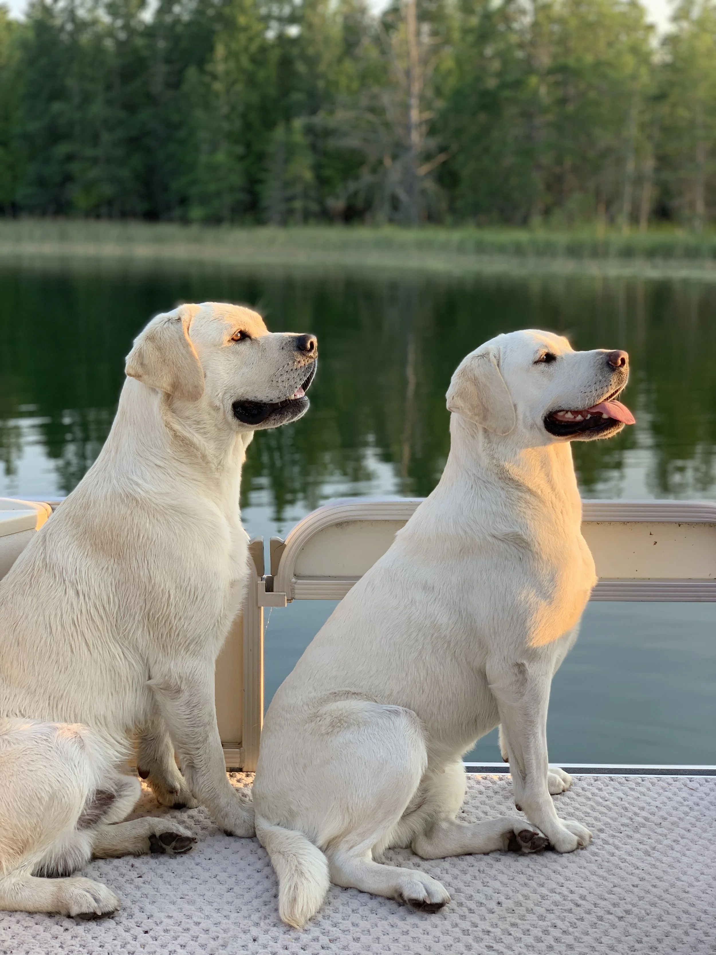 Labrador retriever puppies for sale Minnesota — River Haven