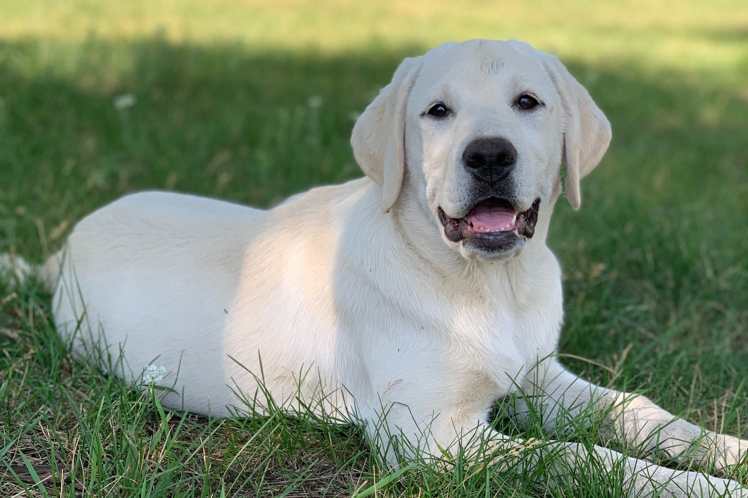 Labrador retriever puppies for sale Minnesota — River Haven