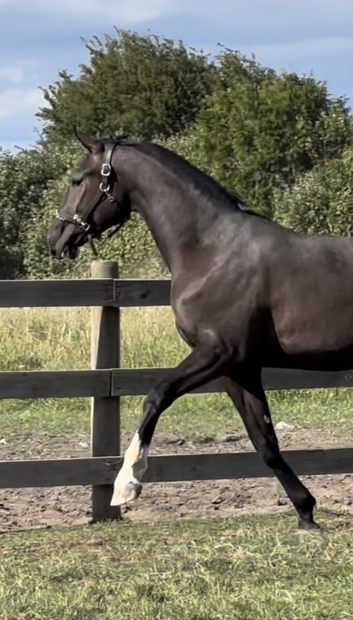 I was thinking to myself this last week as I organize for my young horse…