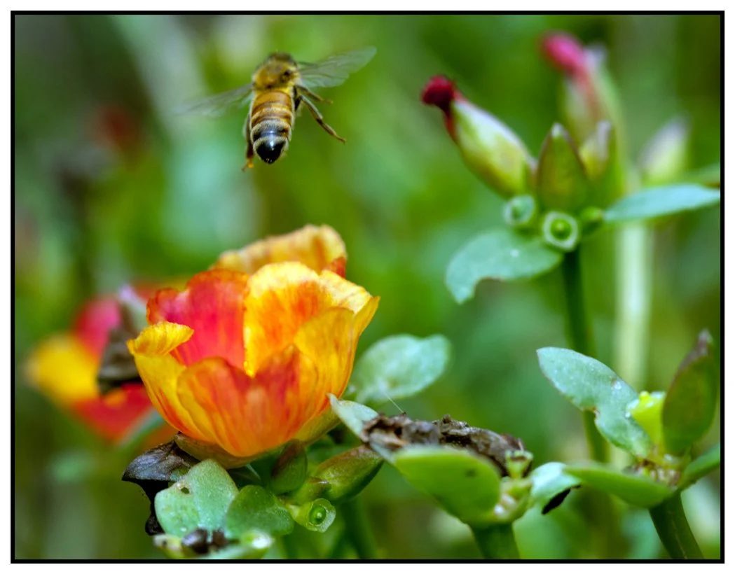 Pollen-Pursuit.jpg