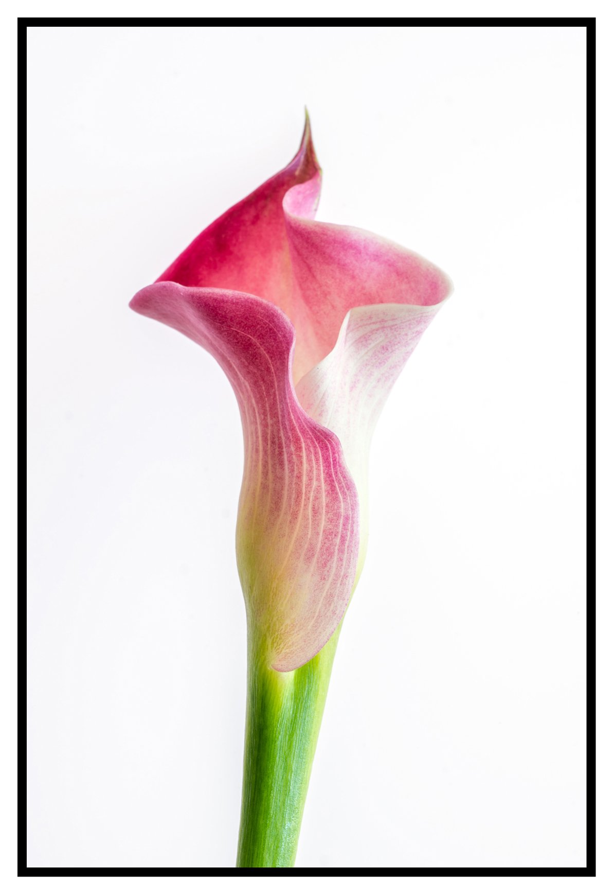 Simple-Beauty.jpg