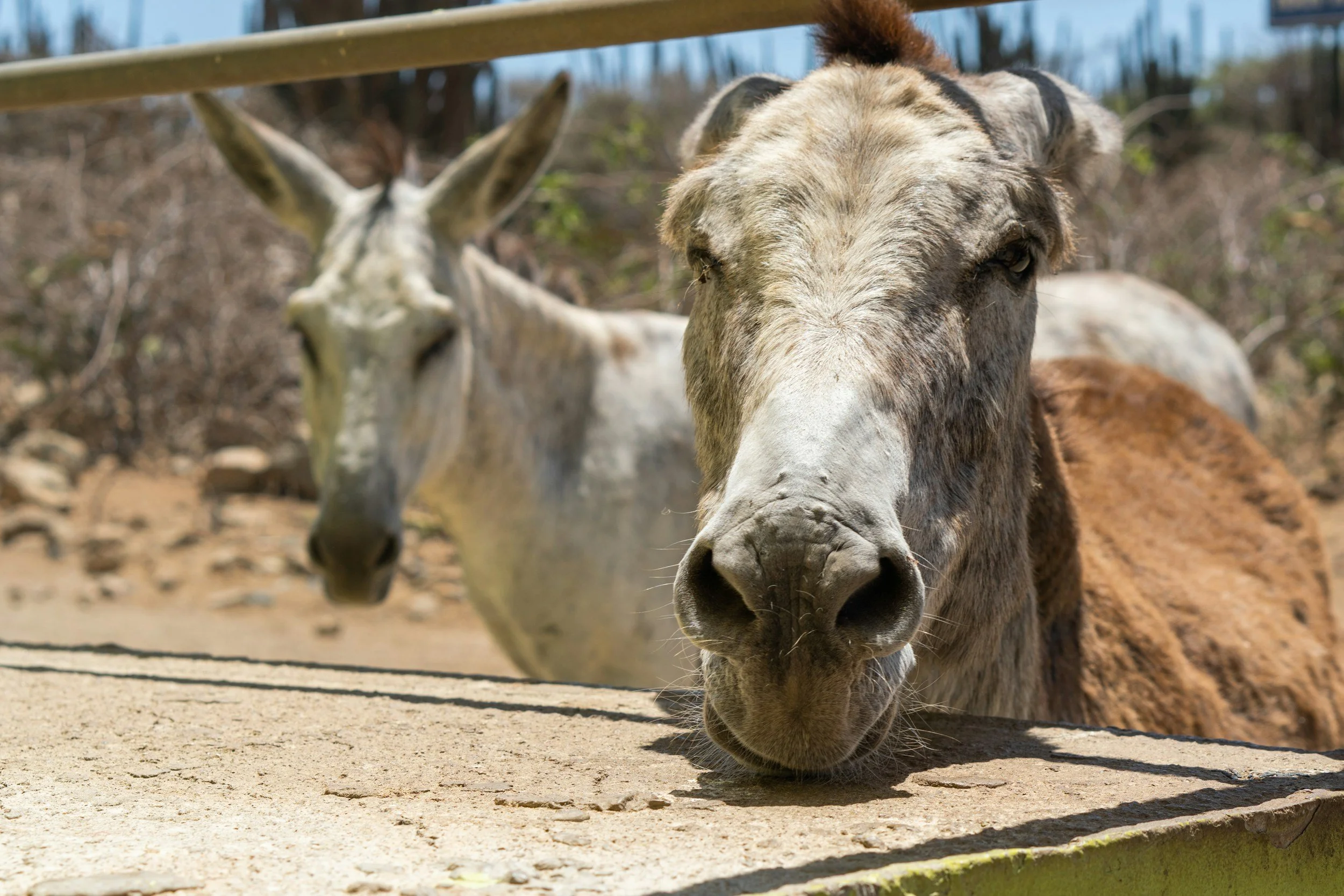 Photography Guide to Aruba: Capturing Paradise Through Your Lens