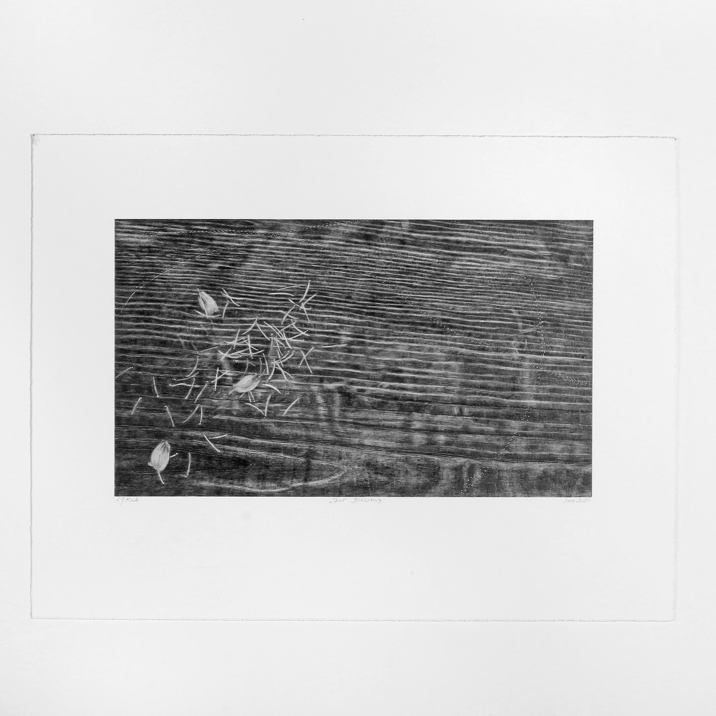 Spent Blossoms graphite on paper  7" x 12" 2025