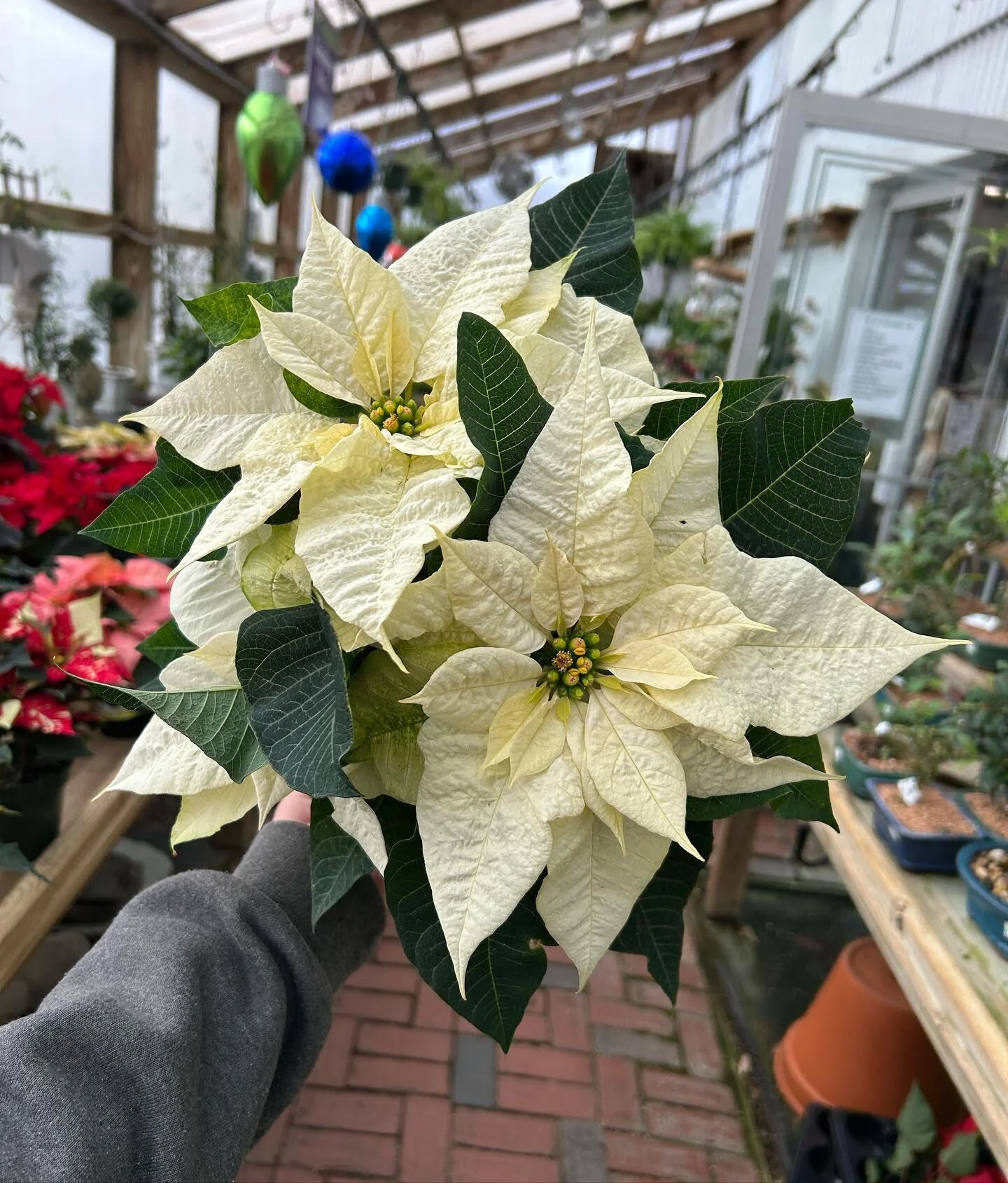 Morrisons Garden Supply Plymouth Ma Fasci Garden