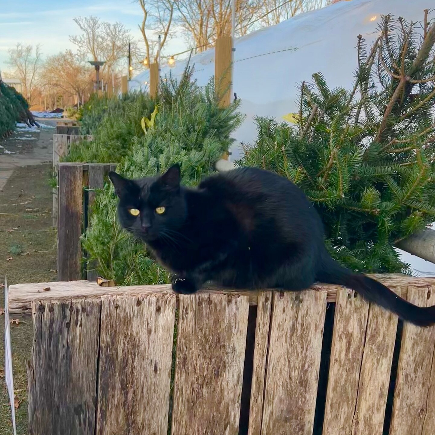 Morrisons Garden Supply Plymouth Ma Fasci Garden