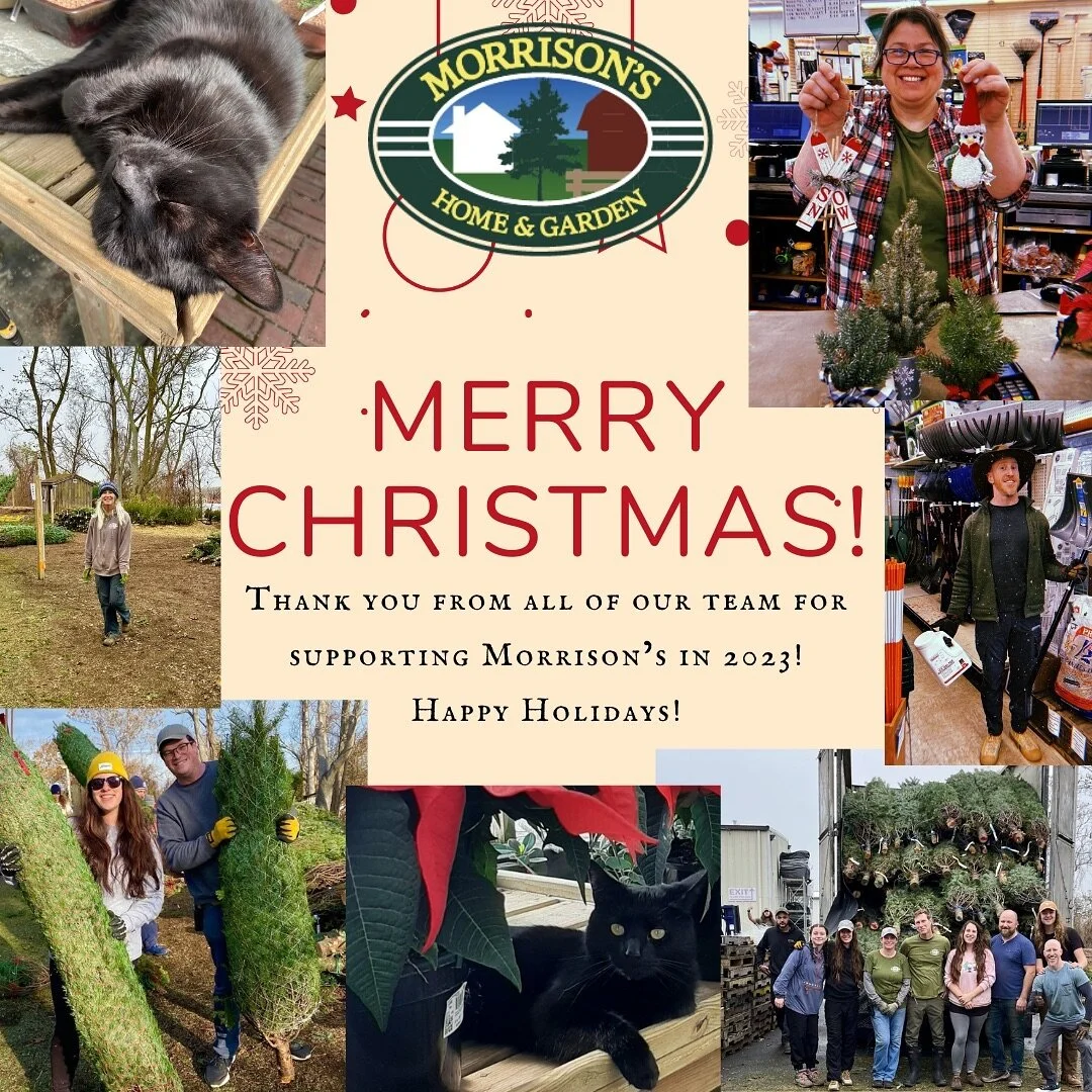 Morrisons Garden Center Fasci Garden