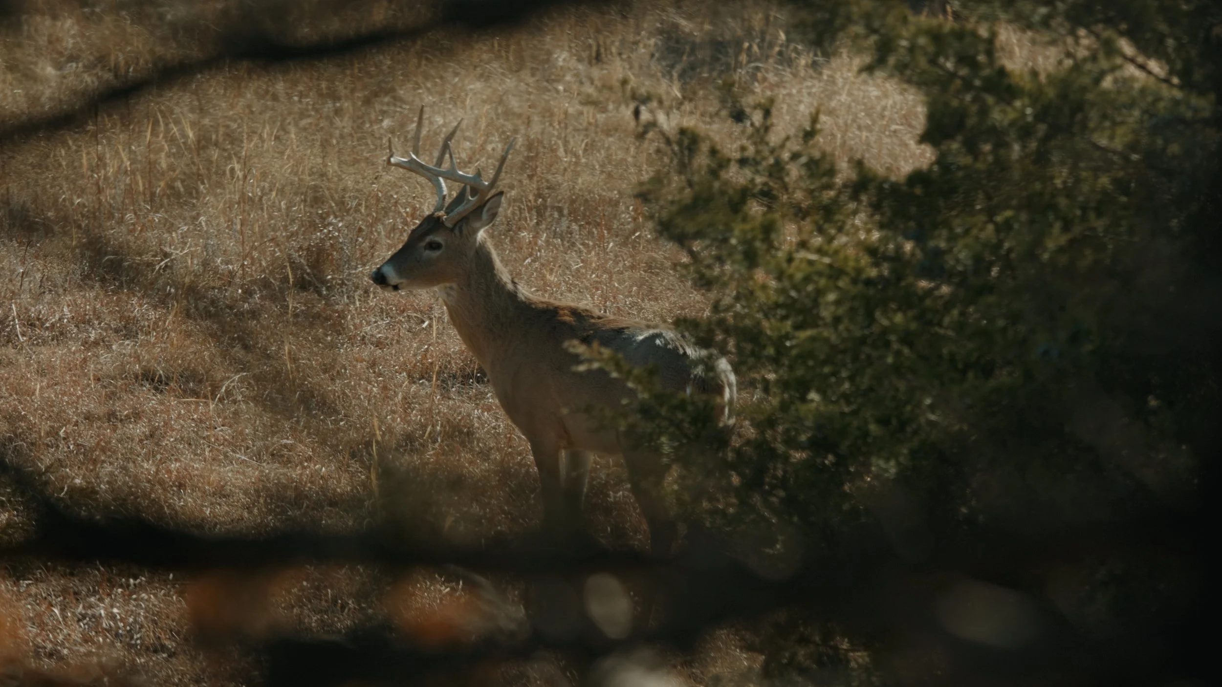 Still 2024-12-23 112427_1.13.2.JPG