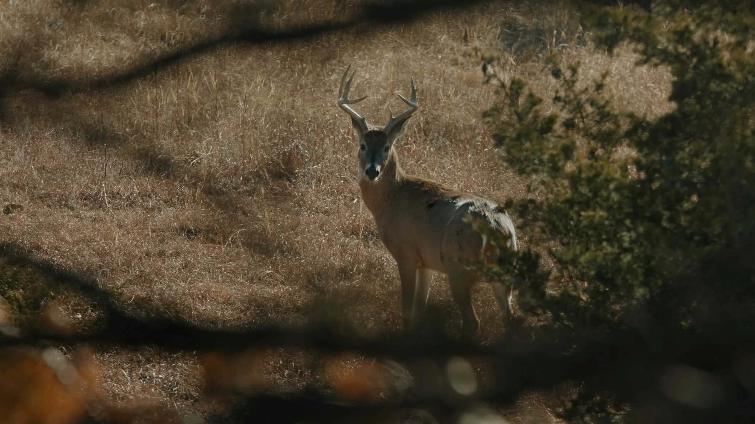 Still 2024-12-23 112427_1.13.3.JPG