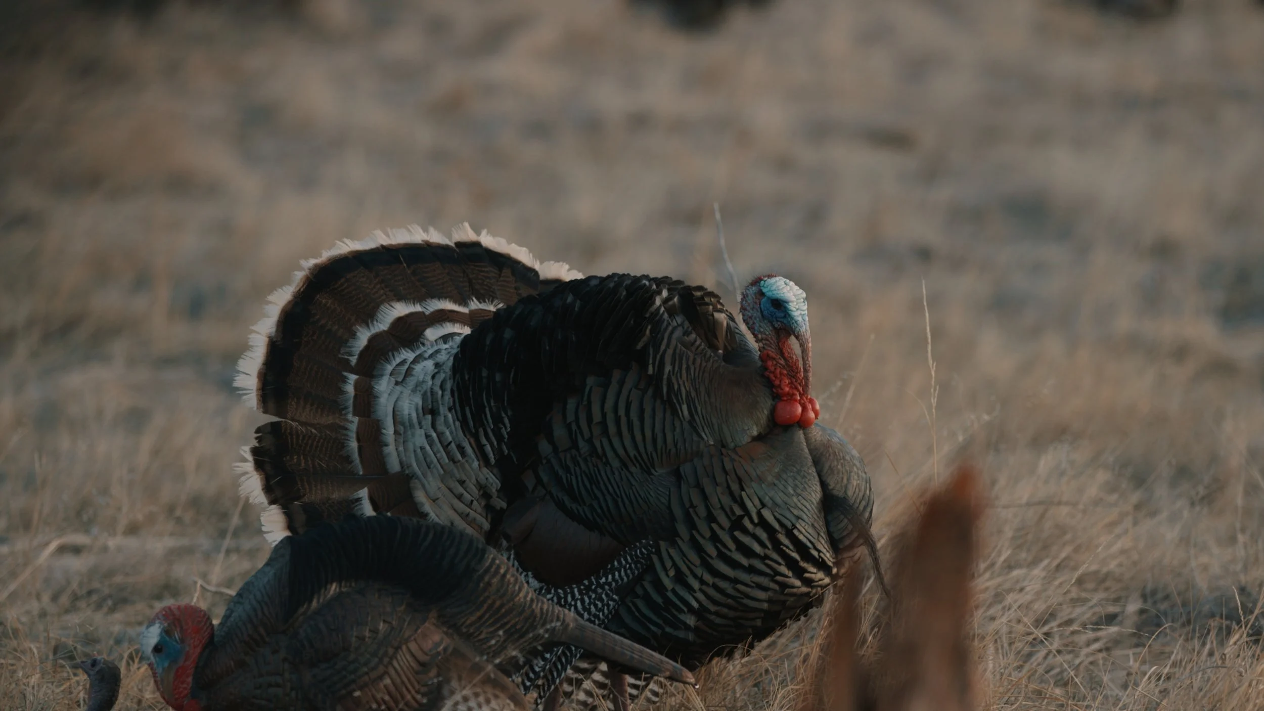 Turkey Season 2025