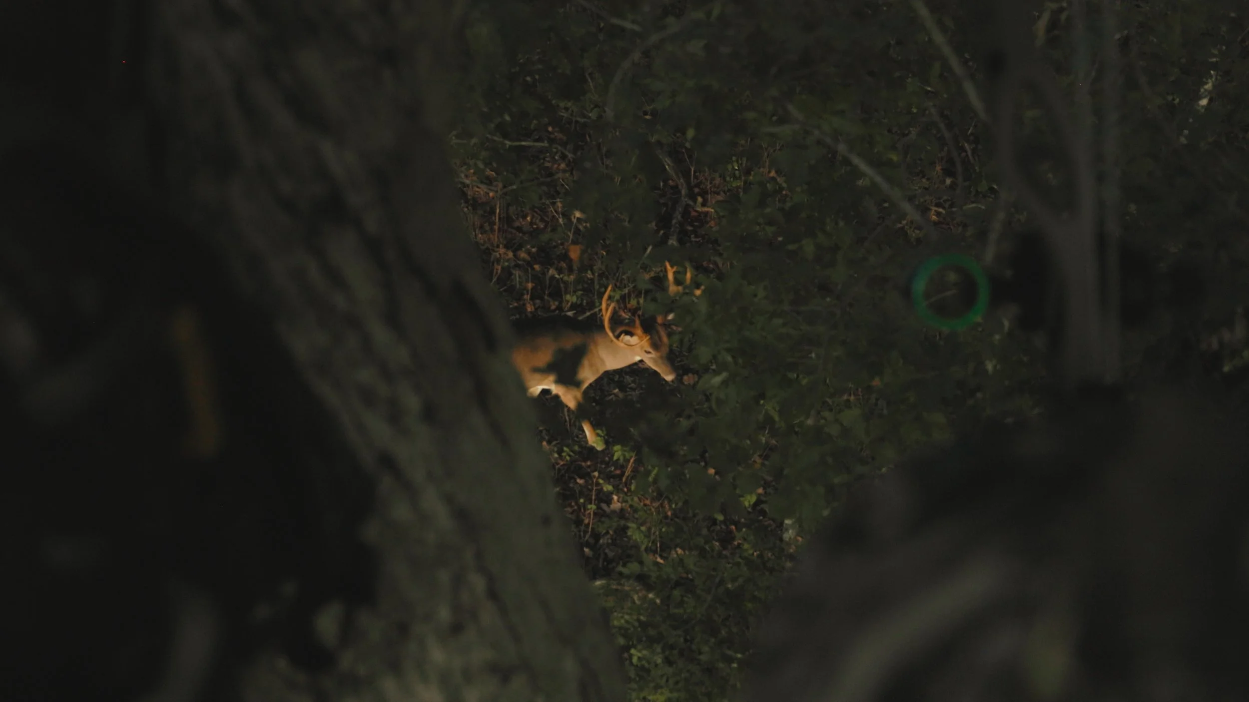 Still 2024-09-19 170600_1.33.1.JPG