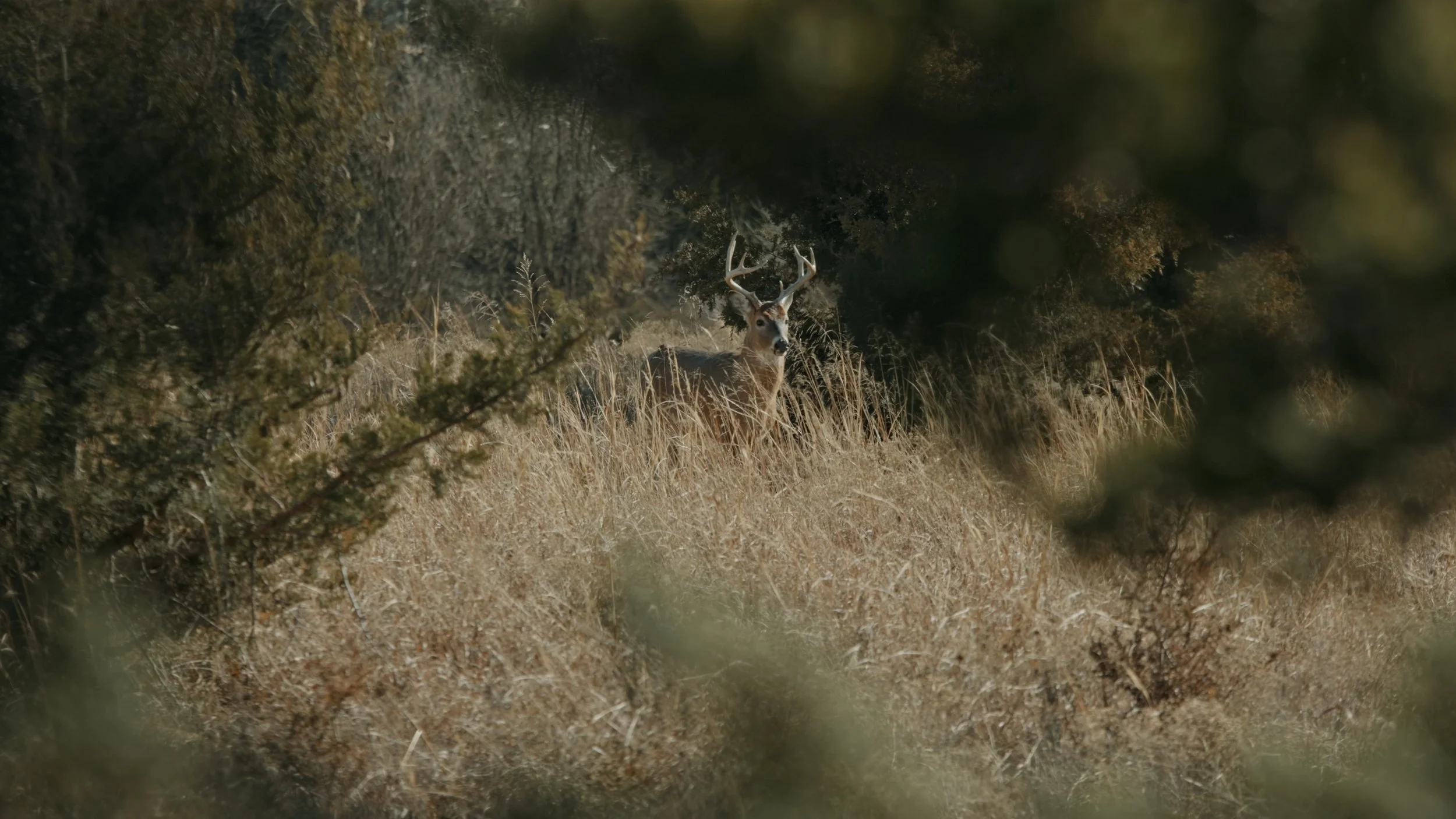 Still 2024-12-23 112427_1.13.1.JPG