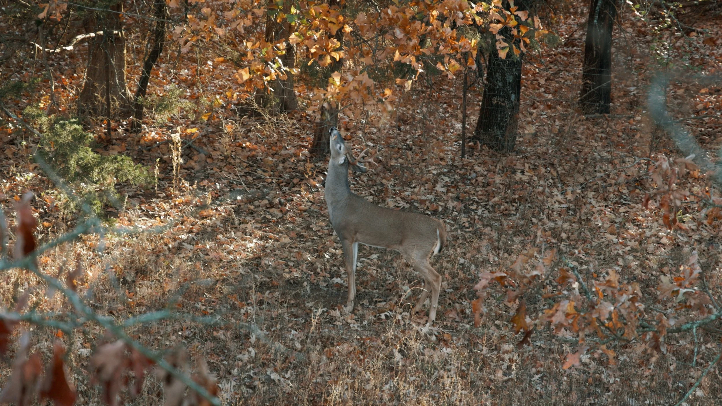 Still 2024-11-01 181933_1.12.1.JPG