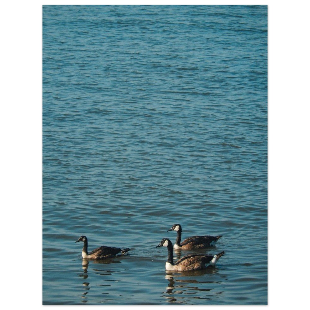 Three Geese Print