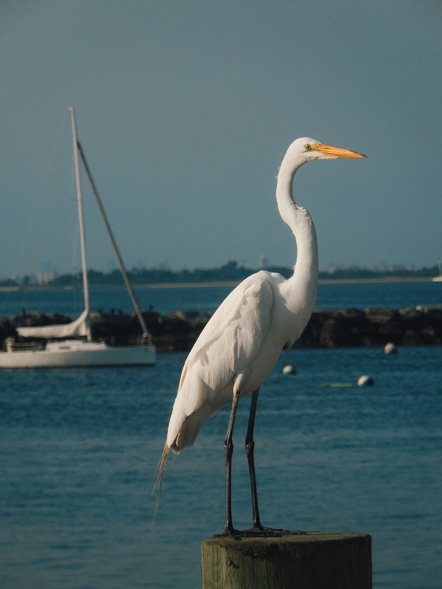 IMG_0667.png