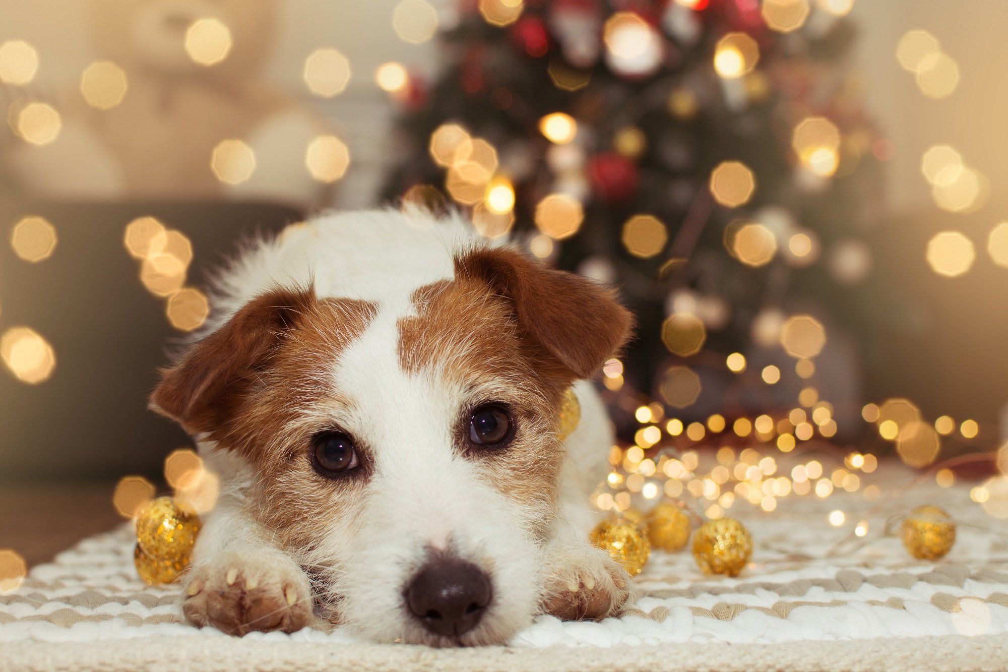 A puppy lying on a white textured mat, surrounded by gold Christmas ornaments with blurred Christmas tree lights in the background.