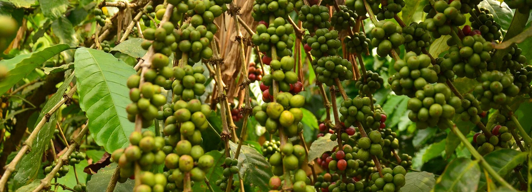 Farming In Uganda
