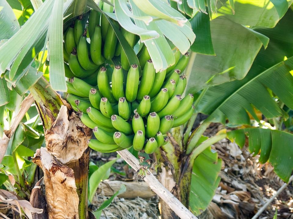 Matooke(Banana)