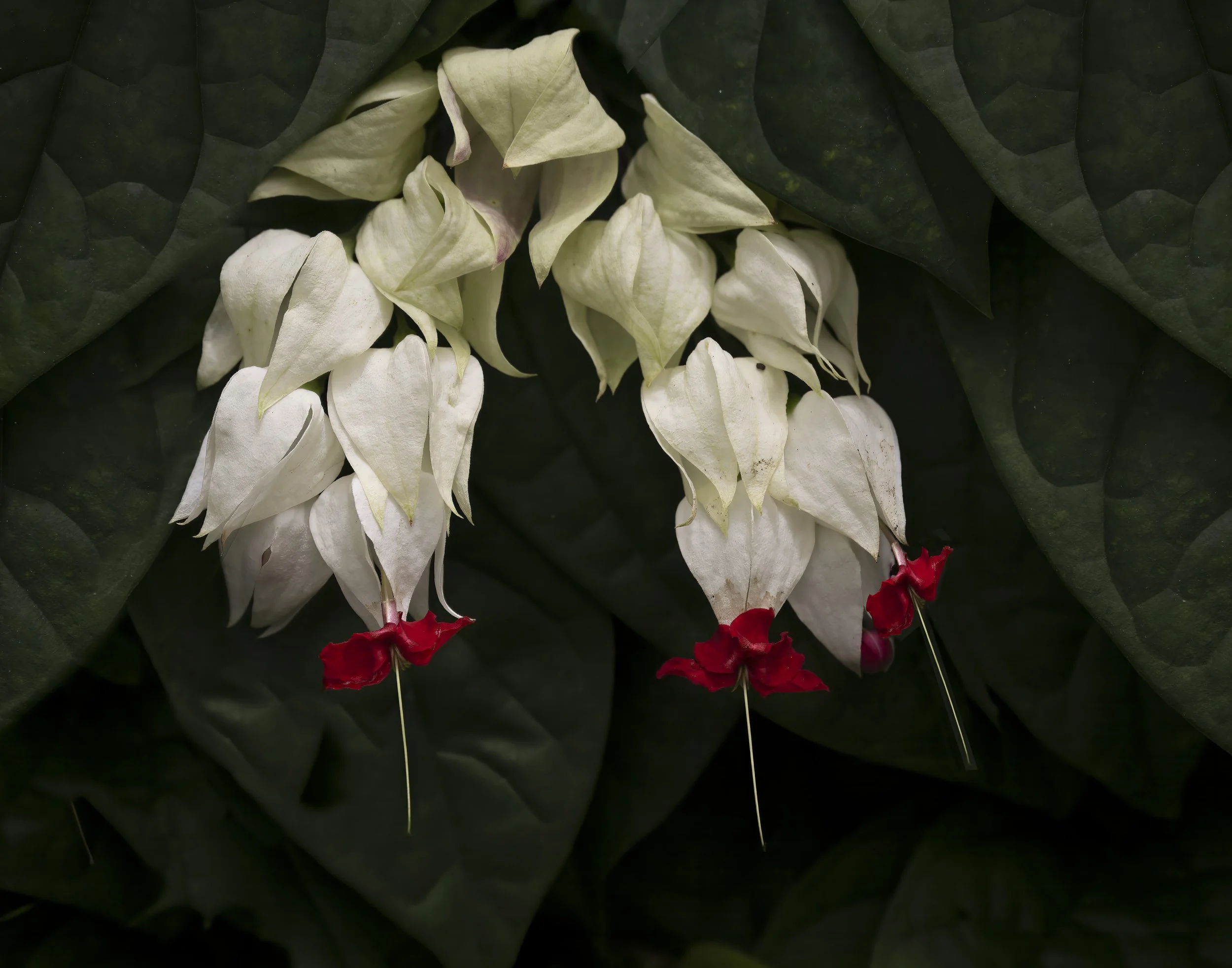 GAIL BARSH