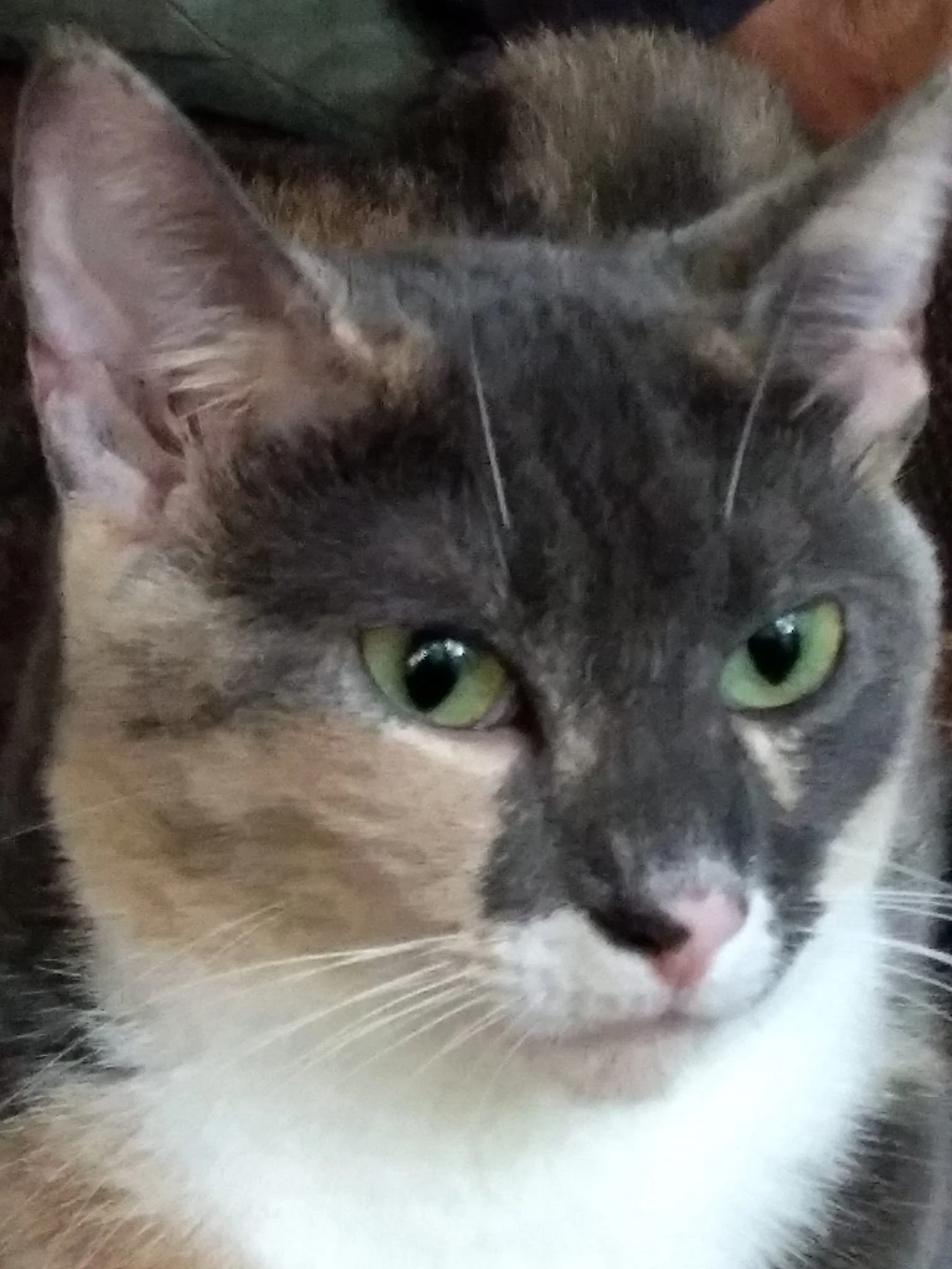 toni_ackerson1.jpg