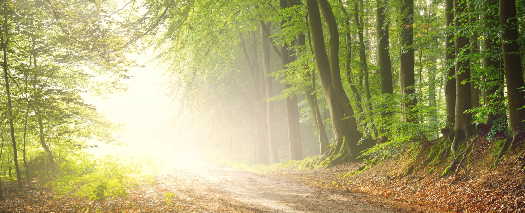 Mindful Walking