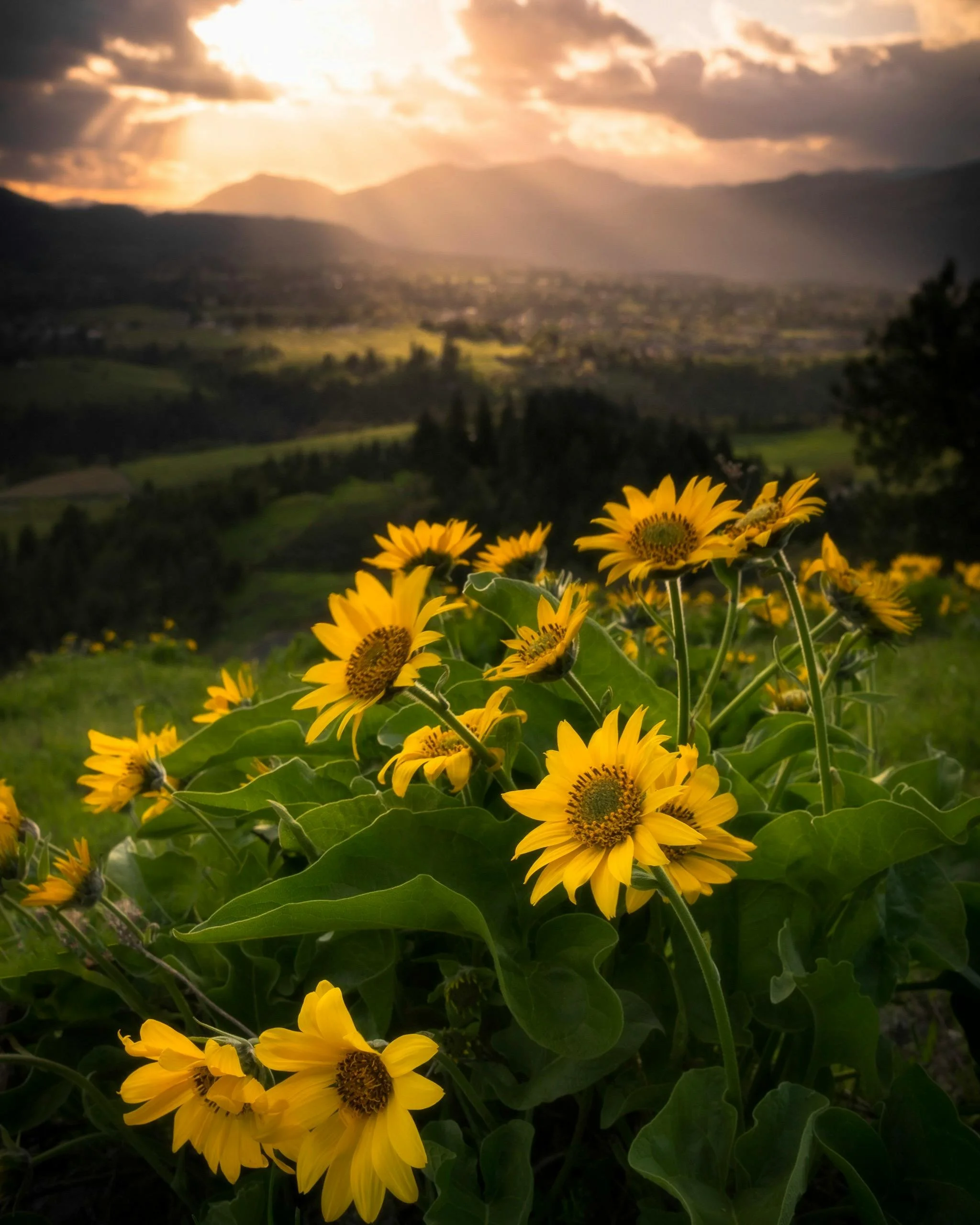 Happy International Day of Happiness!