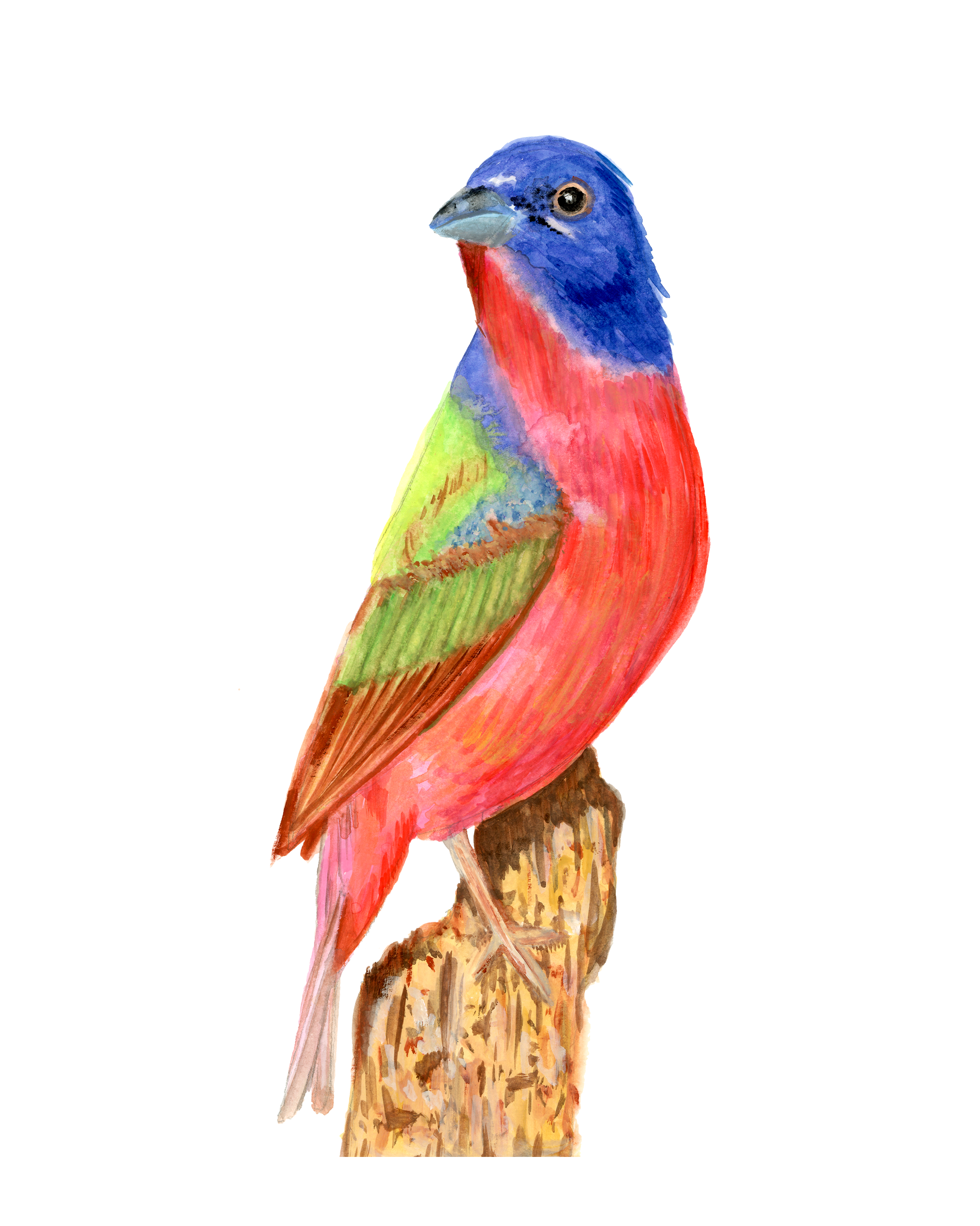 Painted Bunting-Print.png